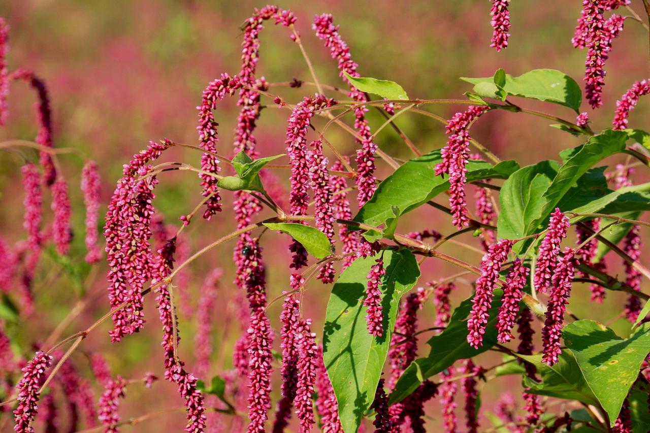 音乐具有很强的感染力，能激发人们内心的民族自豪感