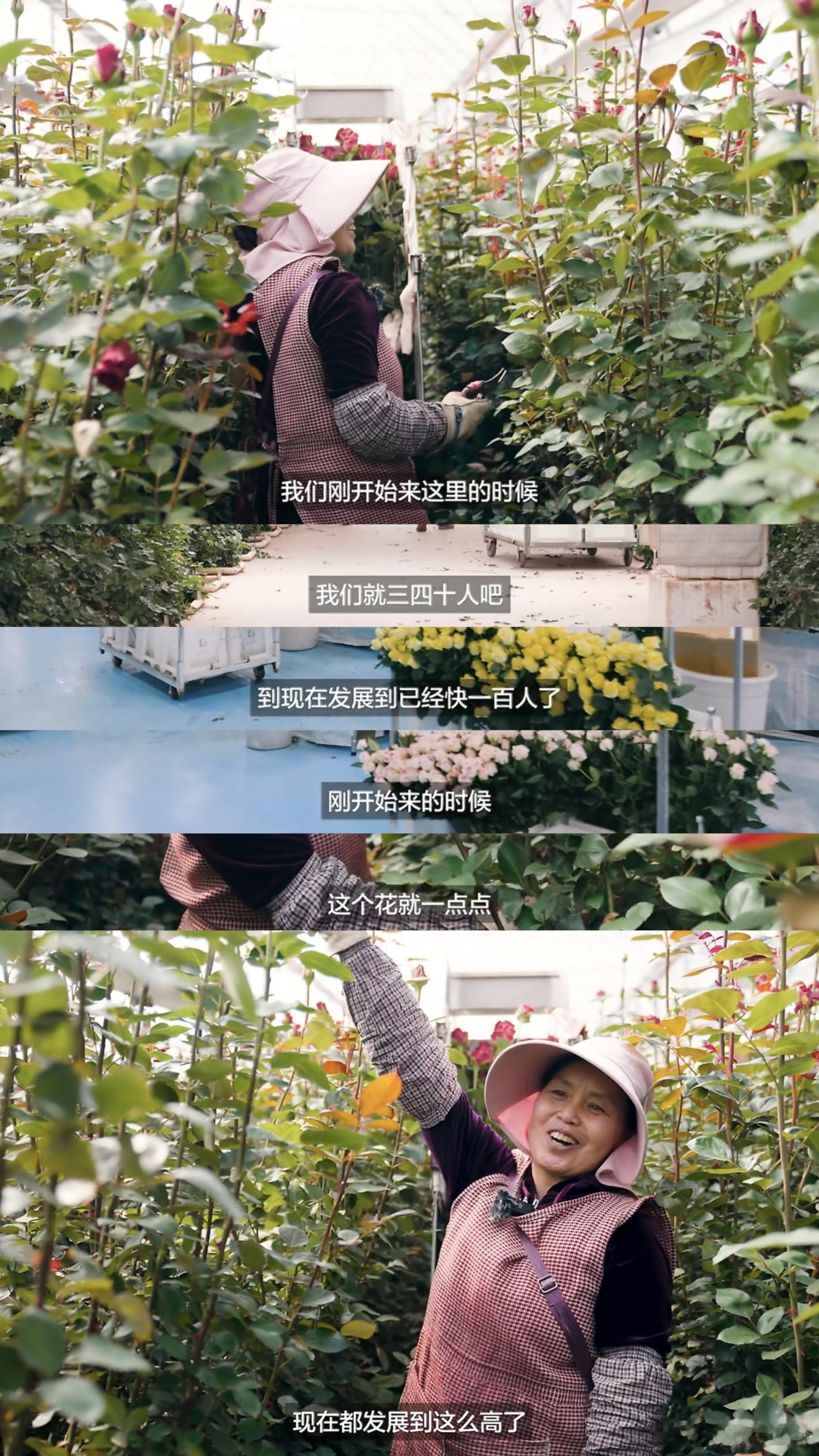 Meiko种花回馈家乡 关于Meiko在家乡发展田野农业的小片子，我看到图一这里