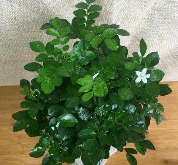 室内绿植