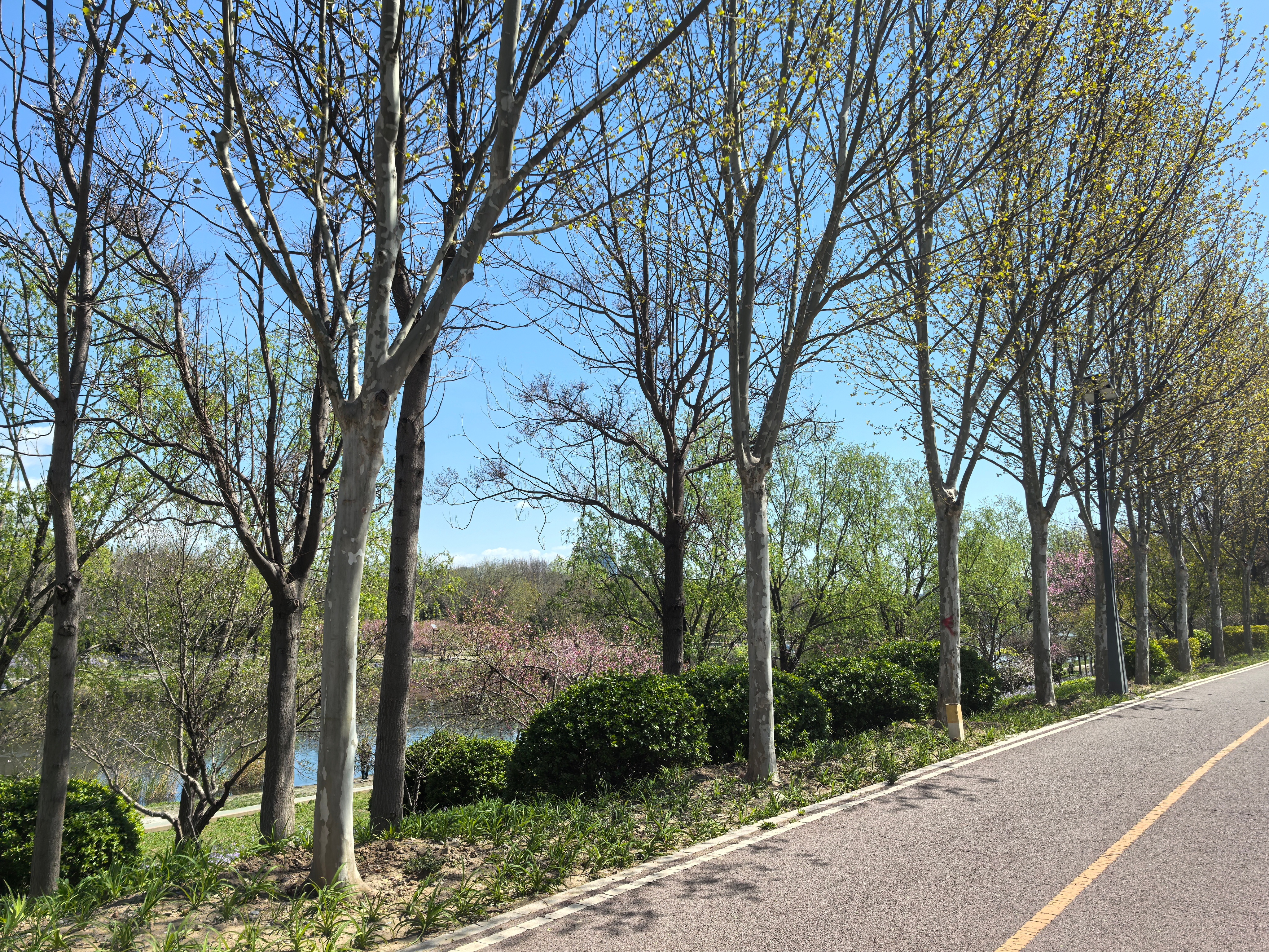 今天大概是北京整个春天最适合骑行的一天。阳光明媚，气温适宜。杨絮柳絮还没开始漫天