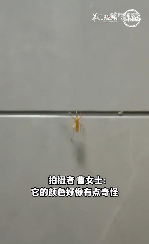 浙江湖州一位市民曹女士在家偶遇了外形亮眼的蚊虫，通体金黄，模样格外特别。曹女士拍
