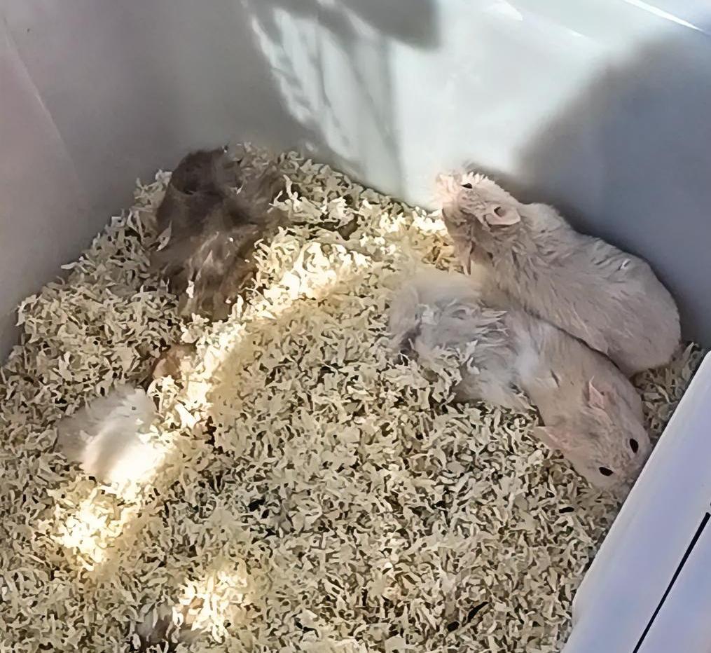 赶早集时，在角落瞥见这几只小家伙，挤在白色塑料箱里，蜷成一团团软乎乎的毛球。浅米