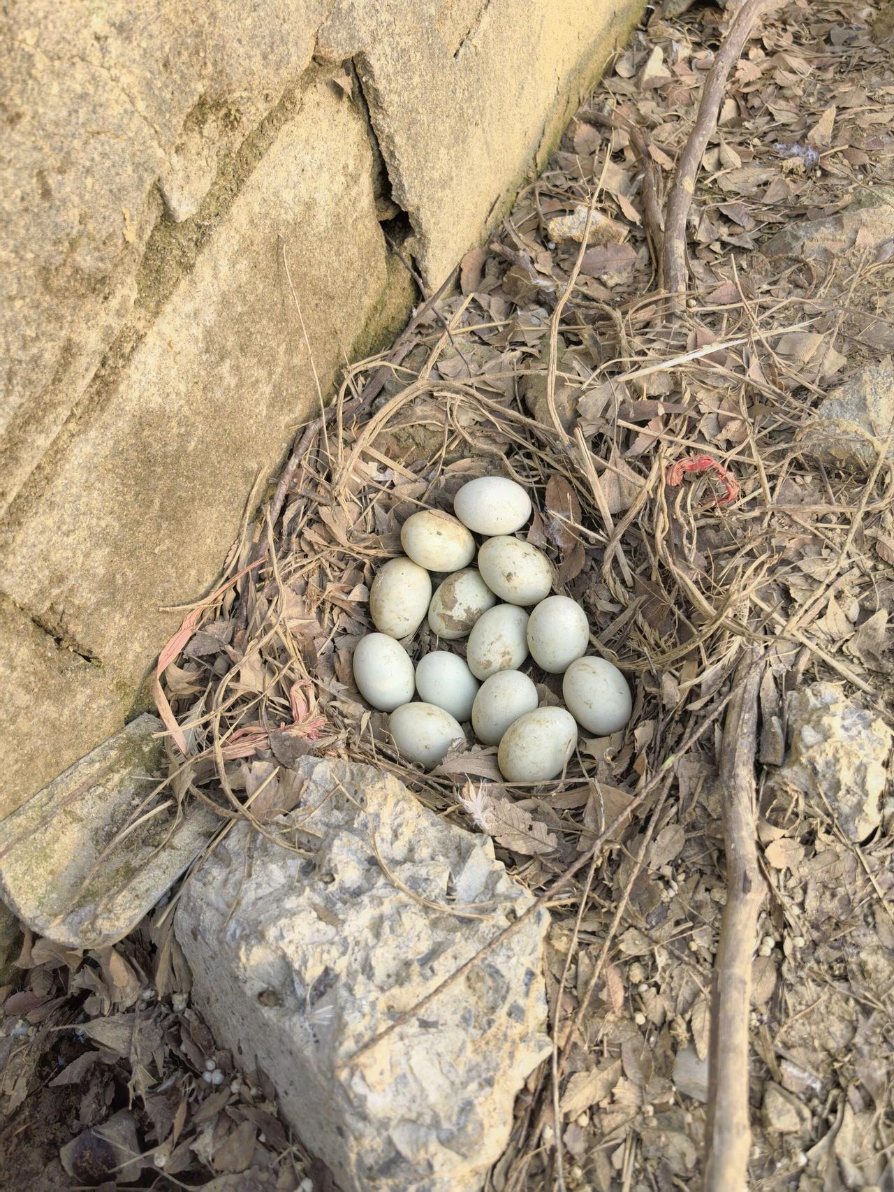 石缝间的小鸟窝，藏着几枚洁白的鸟蛋，静待新生命的到来。