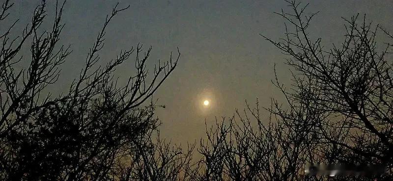 《七律   听虫幽感》
残星数点悬幽树，凉月清辉洒旧篱。
独步中庭愁暗涌，静听远