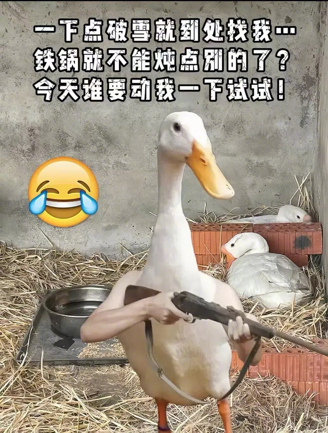 东北一下雪，大鹅就成了最大受害者[允悲] ​​​