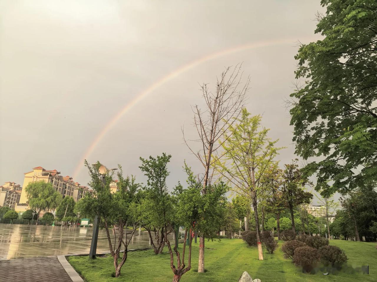一场阵雨匆匆掠过城市，地面还积着清亮的水迹，湿润的空气裹着草木清香扑面而来。
抬