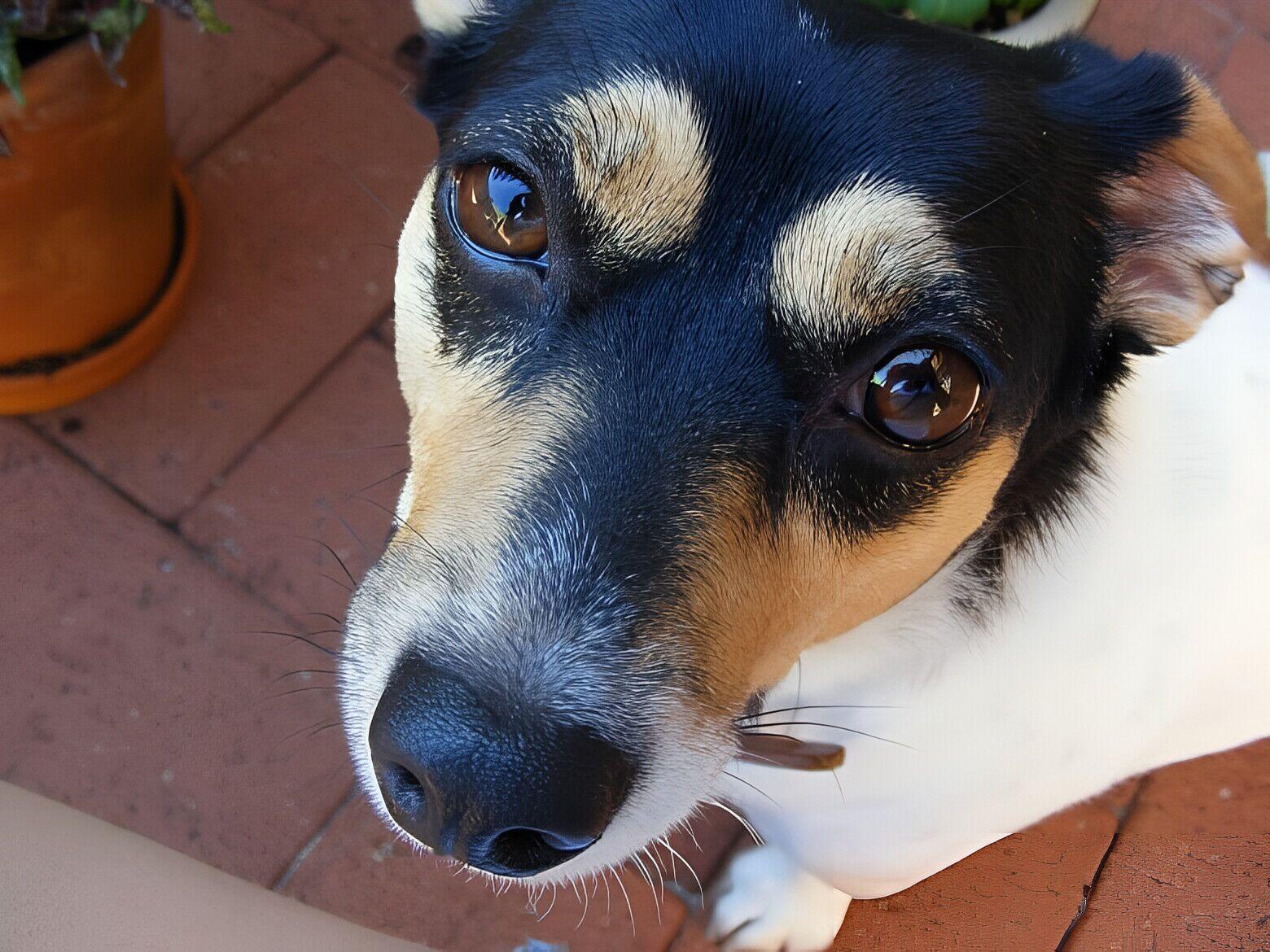 2026我的动物朋友 转角被这双琥珀眼戳中心巴！黑棕白撞色的小脑袋歪着，鼻尖蹭过