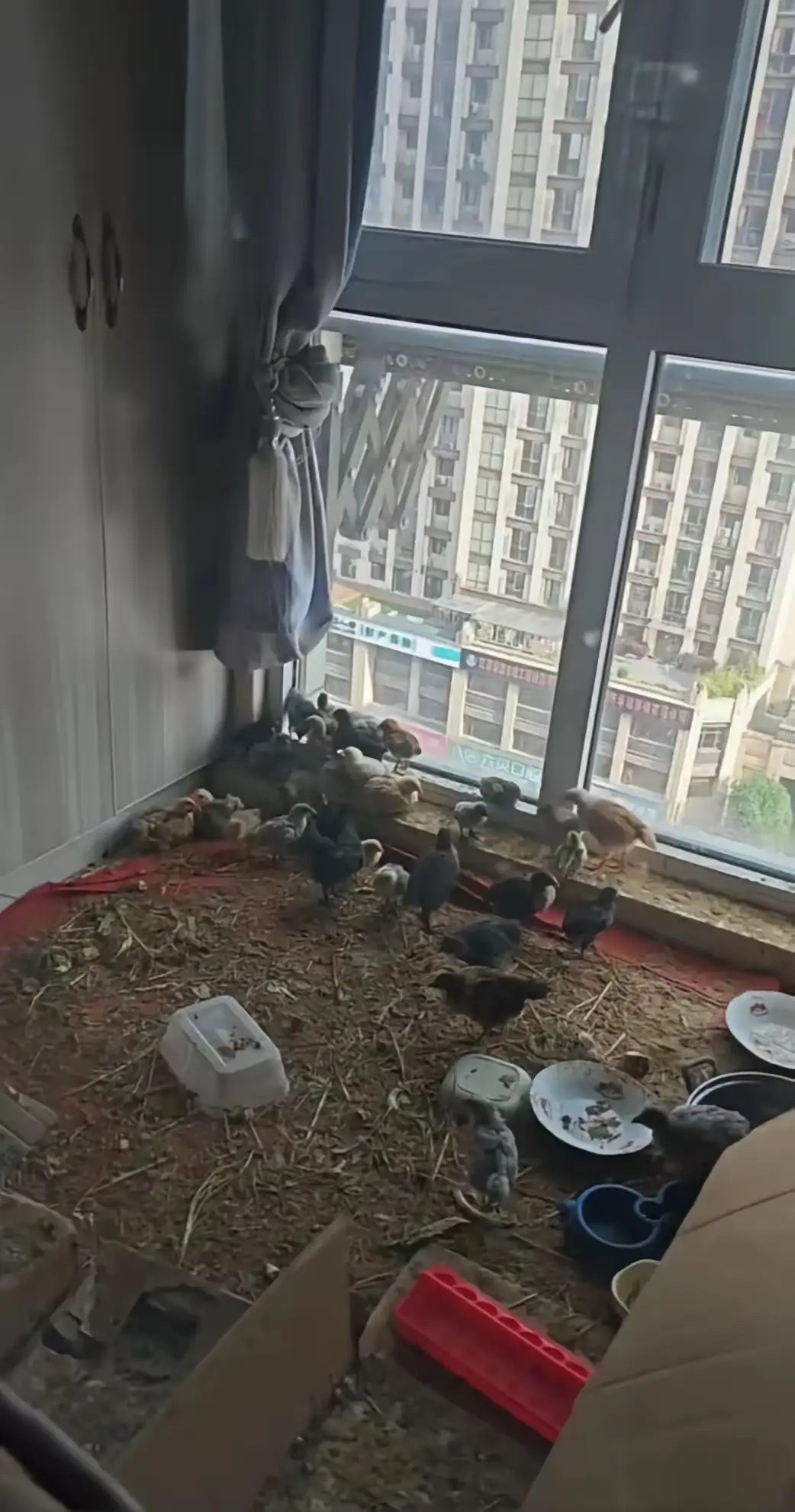 现在养鸡都上楼了吗？这还真头一次见 
