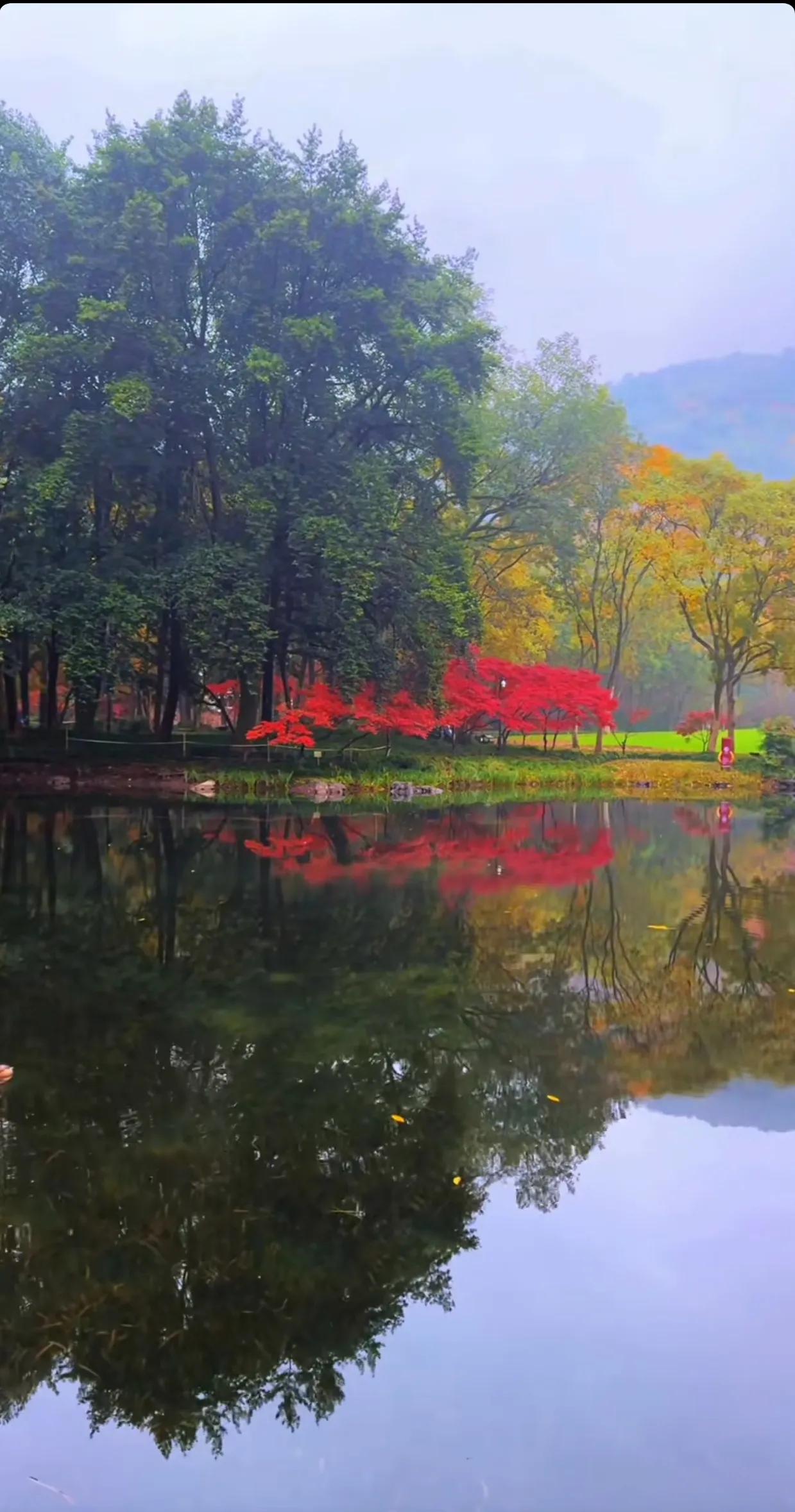 太子湾初冬，山青水秀，景色如画。阳光洒在湖面上，波光粼粼；松树、柳树在寒风中摇曳