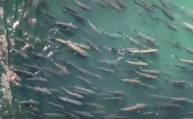 从2020年起，长江禁渔才3年，部分河段就大鱼泛滥，三峡大坝“水老虎”聚集，十几