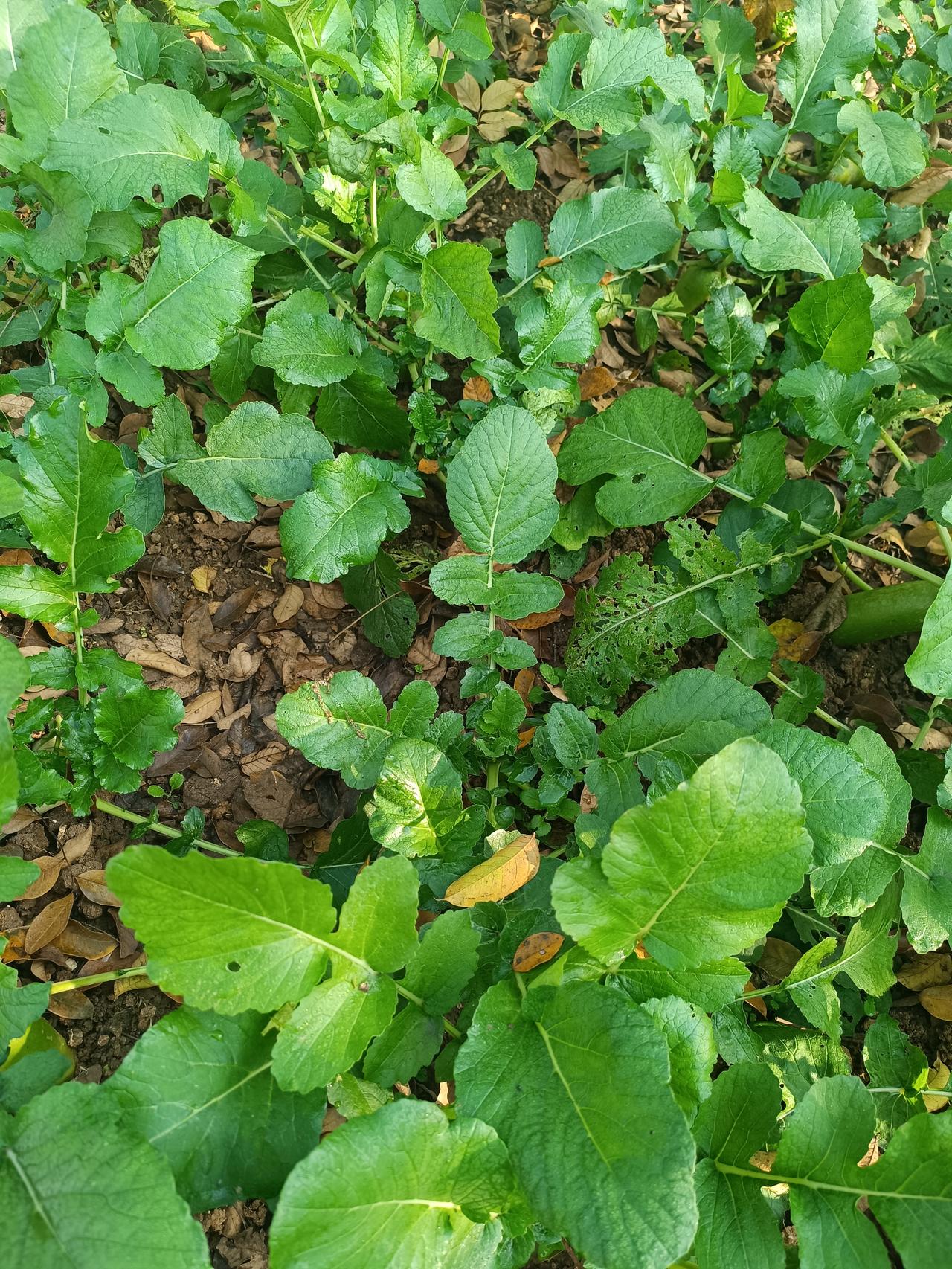 前段时间，天气经常下雨，今年种菜晚了二十多天，现在菜苗都长出来了，长势也很好，看