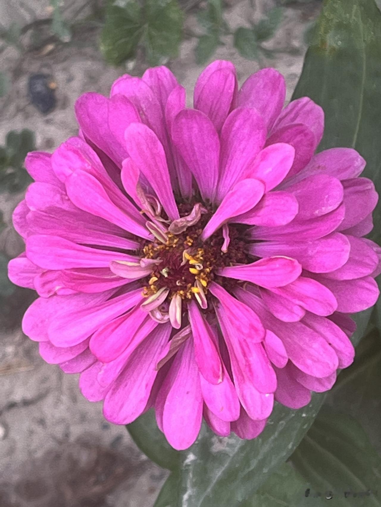 黎明的霞光
开启多彩的一天
举目花开姹紫嫣红
晶莹的露珠
从摇曳的树叶飘落

一
