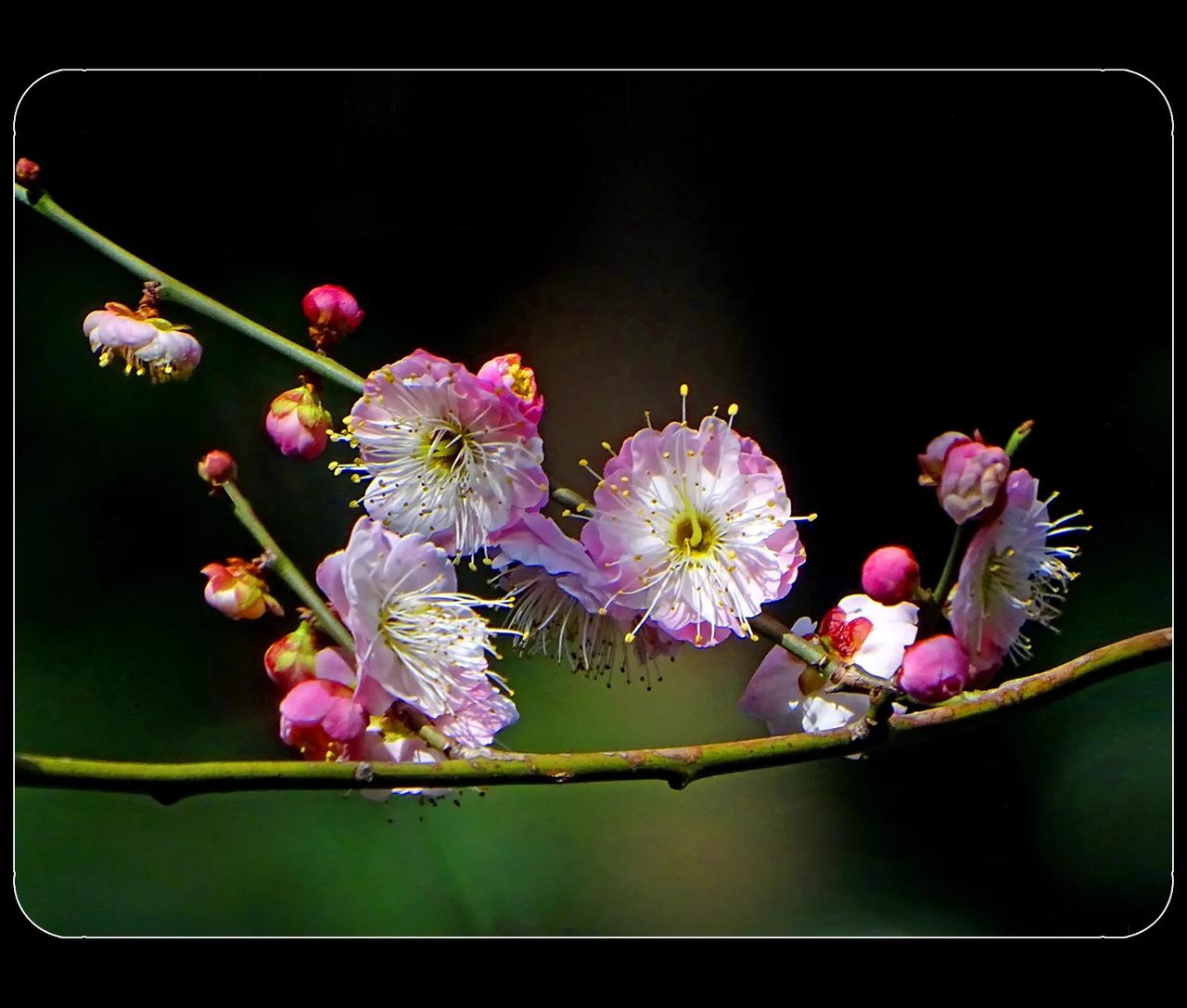 《春花空有三千色，不及寒梅一缕香》
看了一条书法，“春花空有三千色，不及寒梅一缕