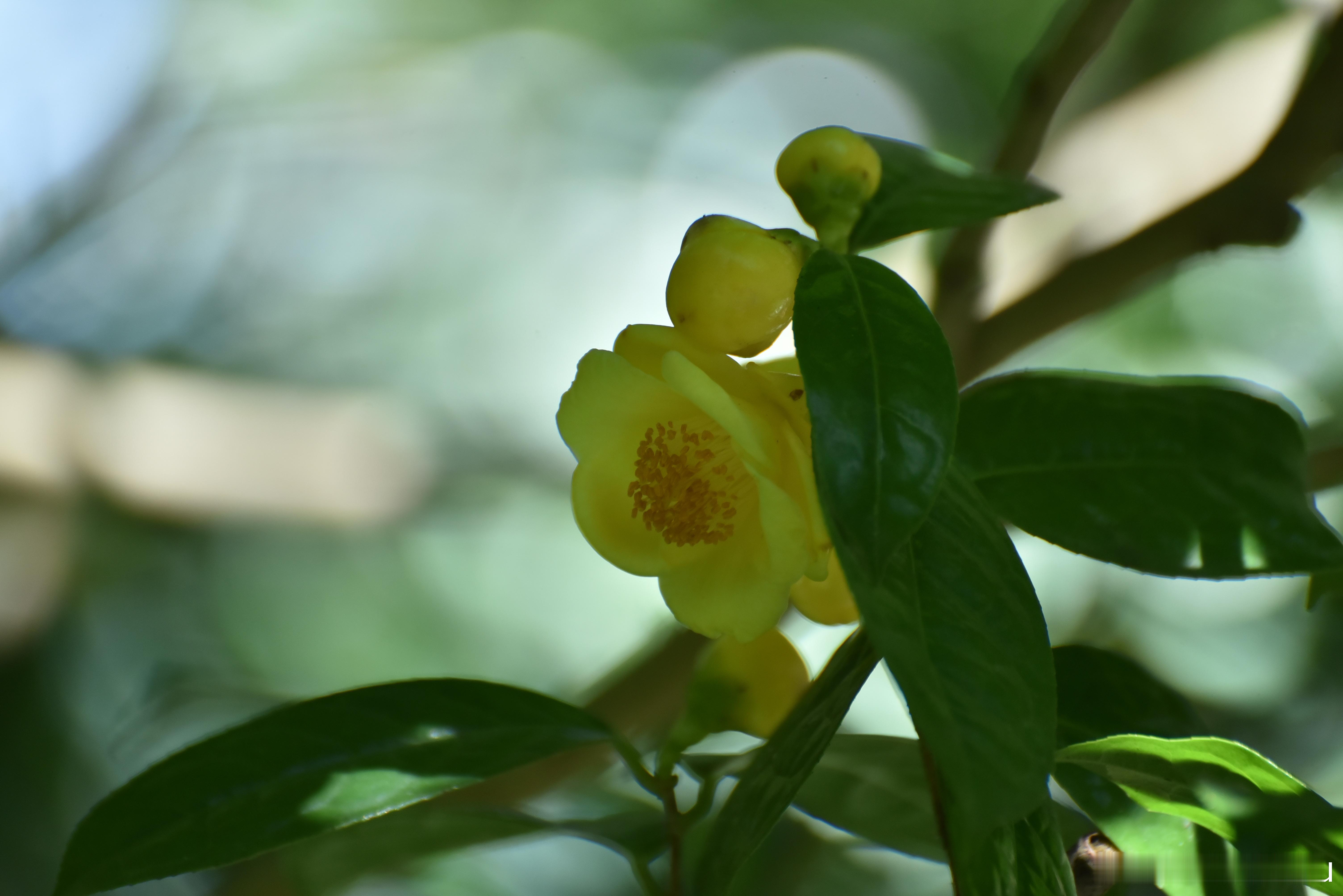 国家地理[超话]  金花茶 素有“茶族皇后称号”，是中国特有的茶花品种，花蕾浑圆