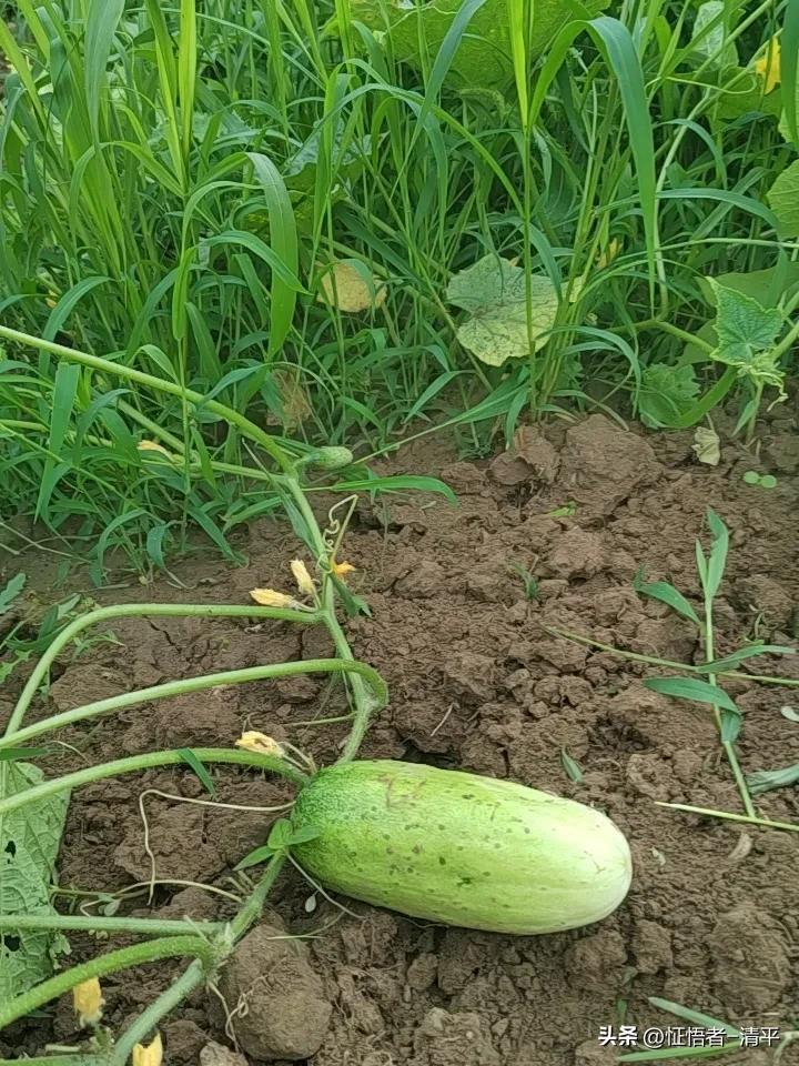 众什么因，结什么果
种一颗黄瓜，家里有事，出去去半个月没有打理。纵然杂草丛生，也
