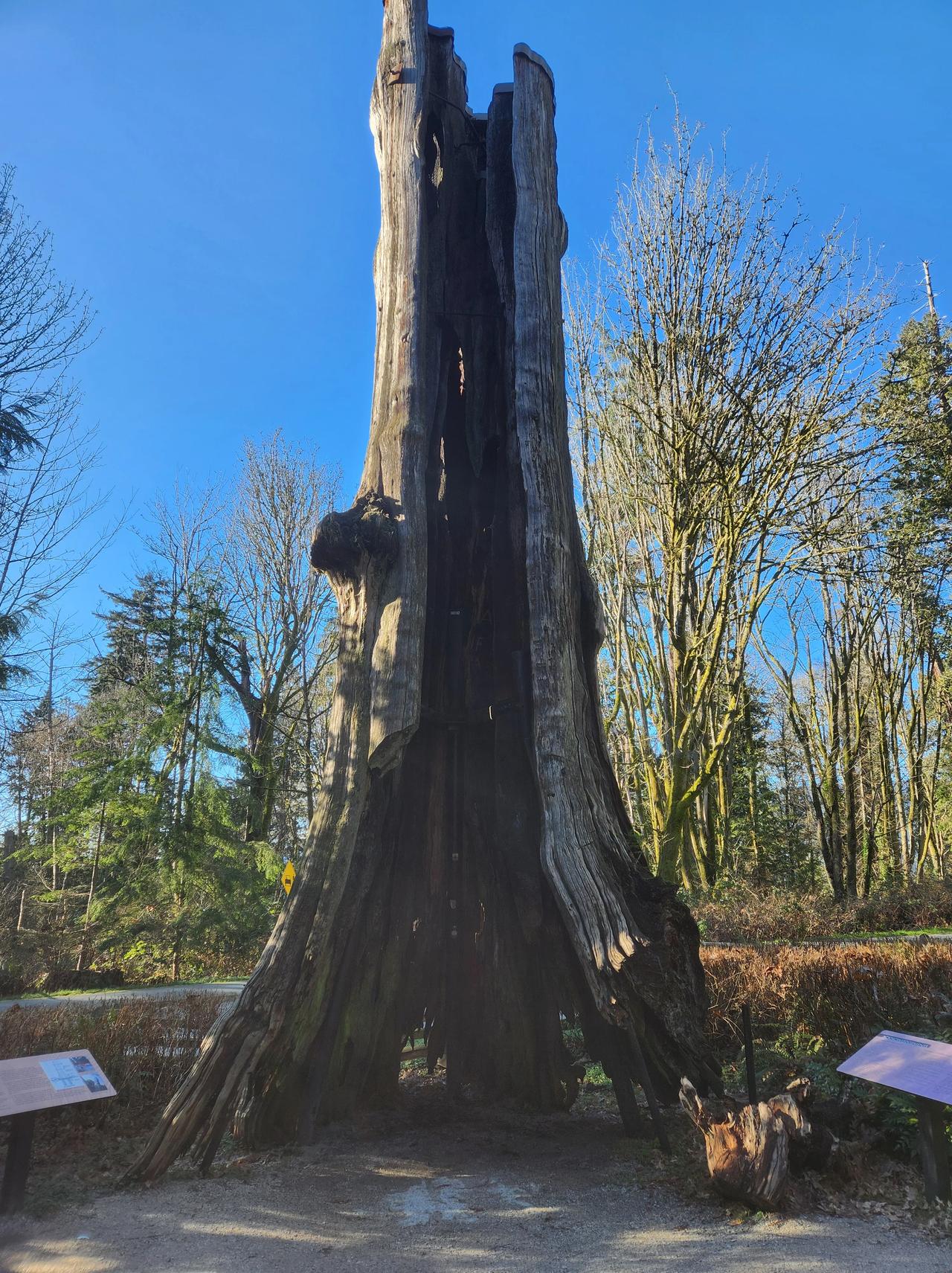 一千年的大树。
这棵大树，在温哥华的斯坦利公园。
原来已经被砍伐了，后来一数年轮