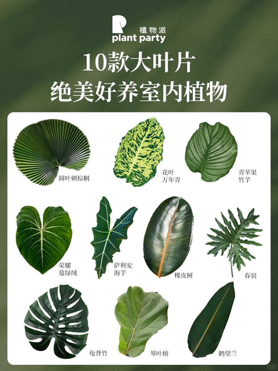 新手收藏☘️10款叶大绝美‼️超好养室内植物‼️