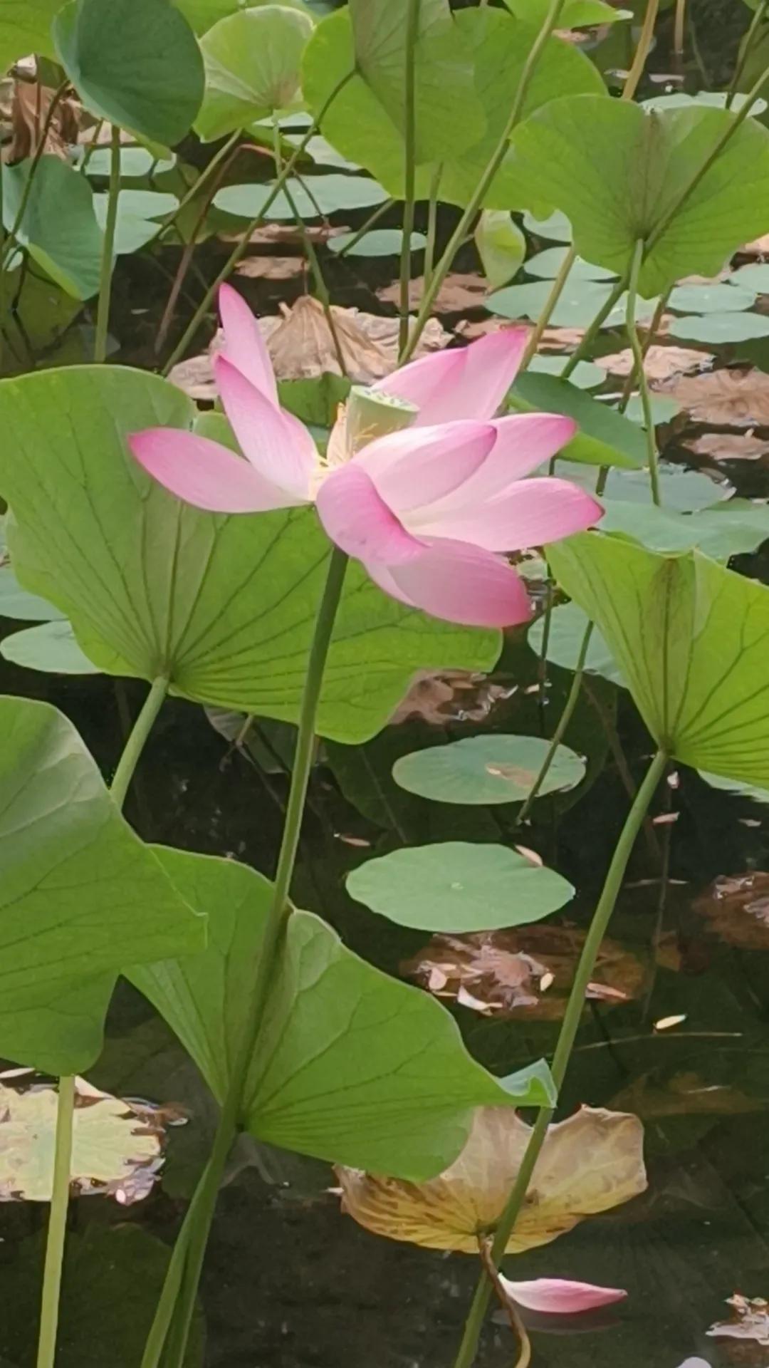 还没到深秋，已现残花败柳。