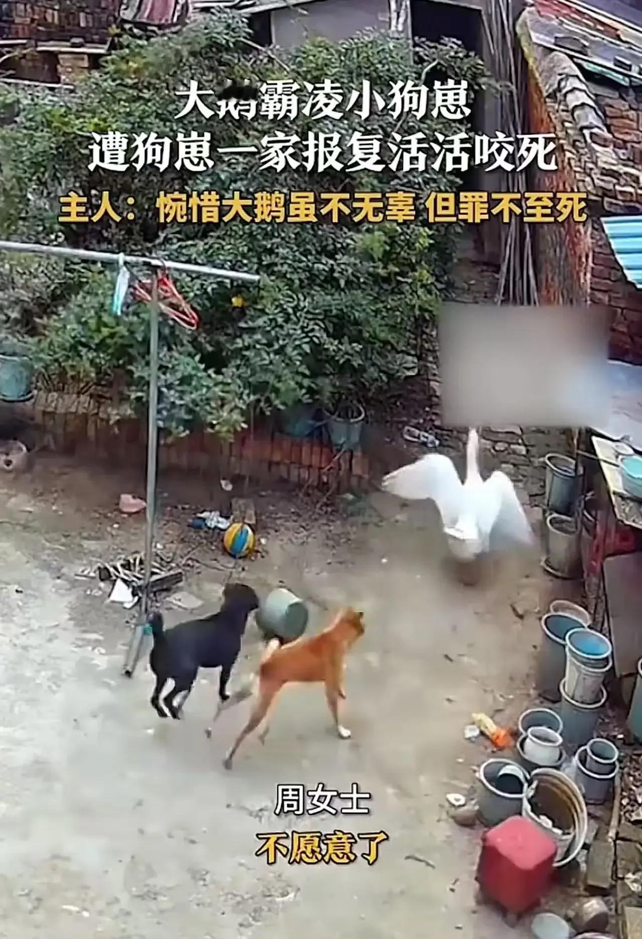 动物界也上演“复仇大戏”了！近日，一桩大鹅霸凌小狗崽，反被狗崽一家报复活活咬死的
