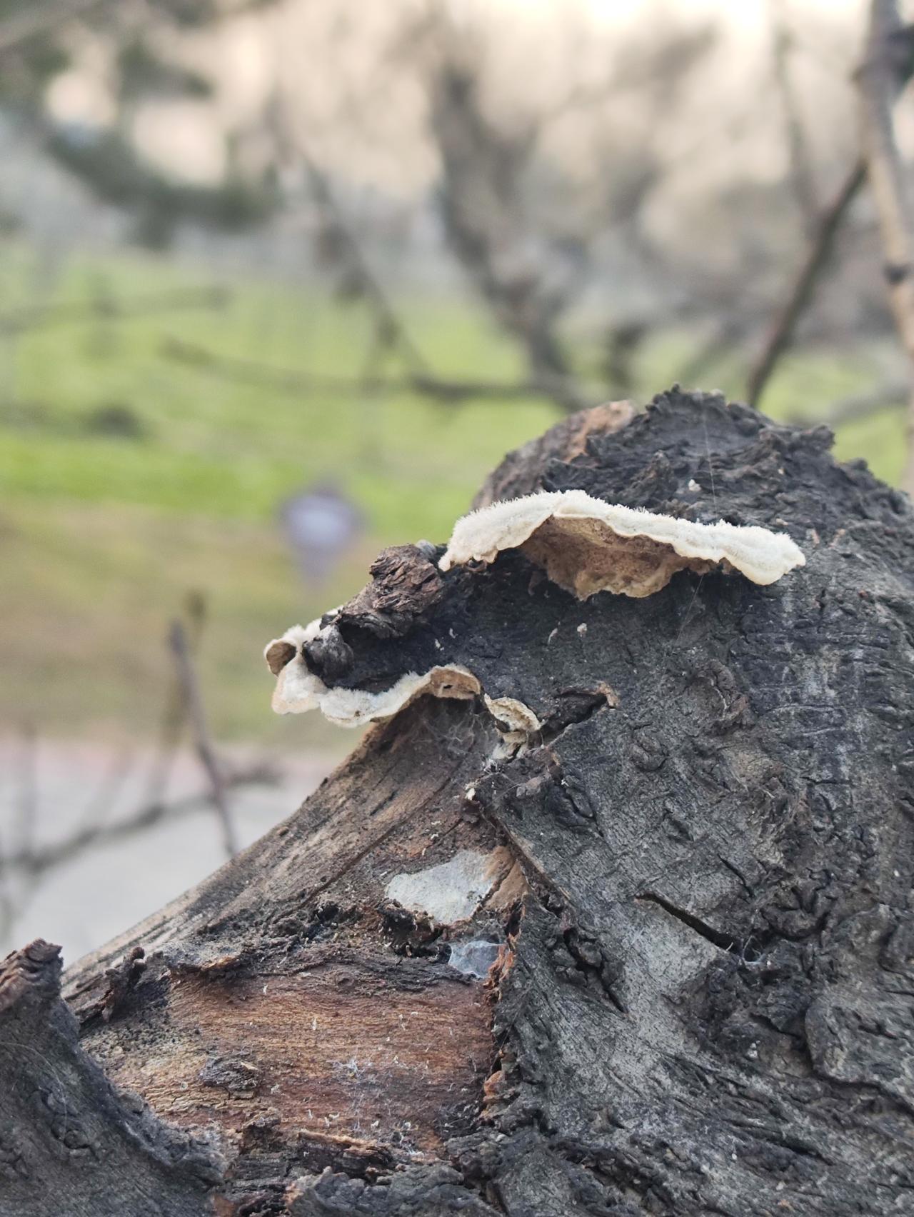 若不是这是白色的菌子，我都以为是灵芝了