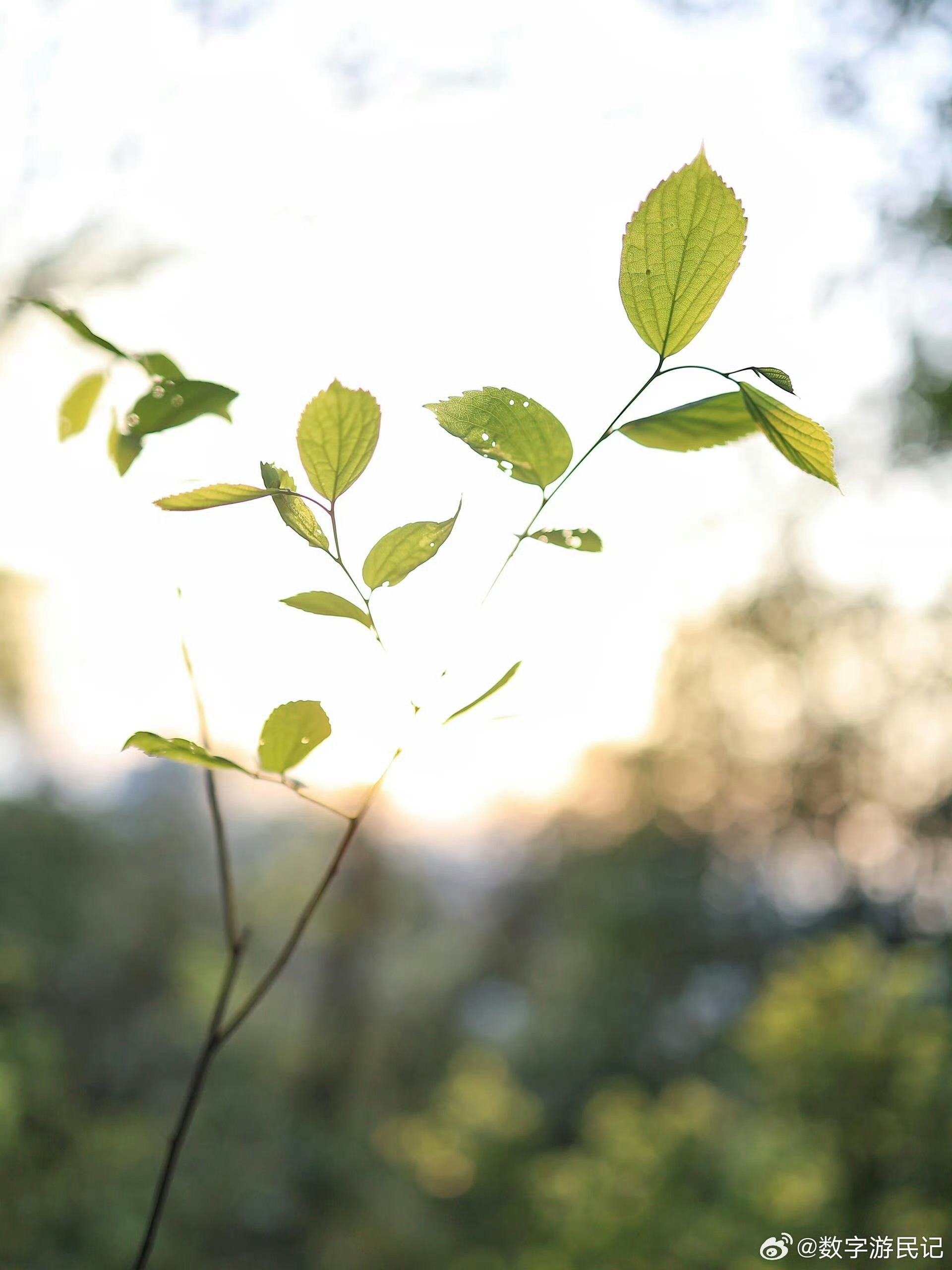 患上享受春天综合症不妨就坦然接受这份春日限定的美好，彻底放纵一次，好好享受春天，