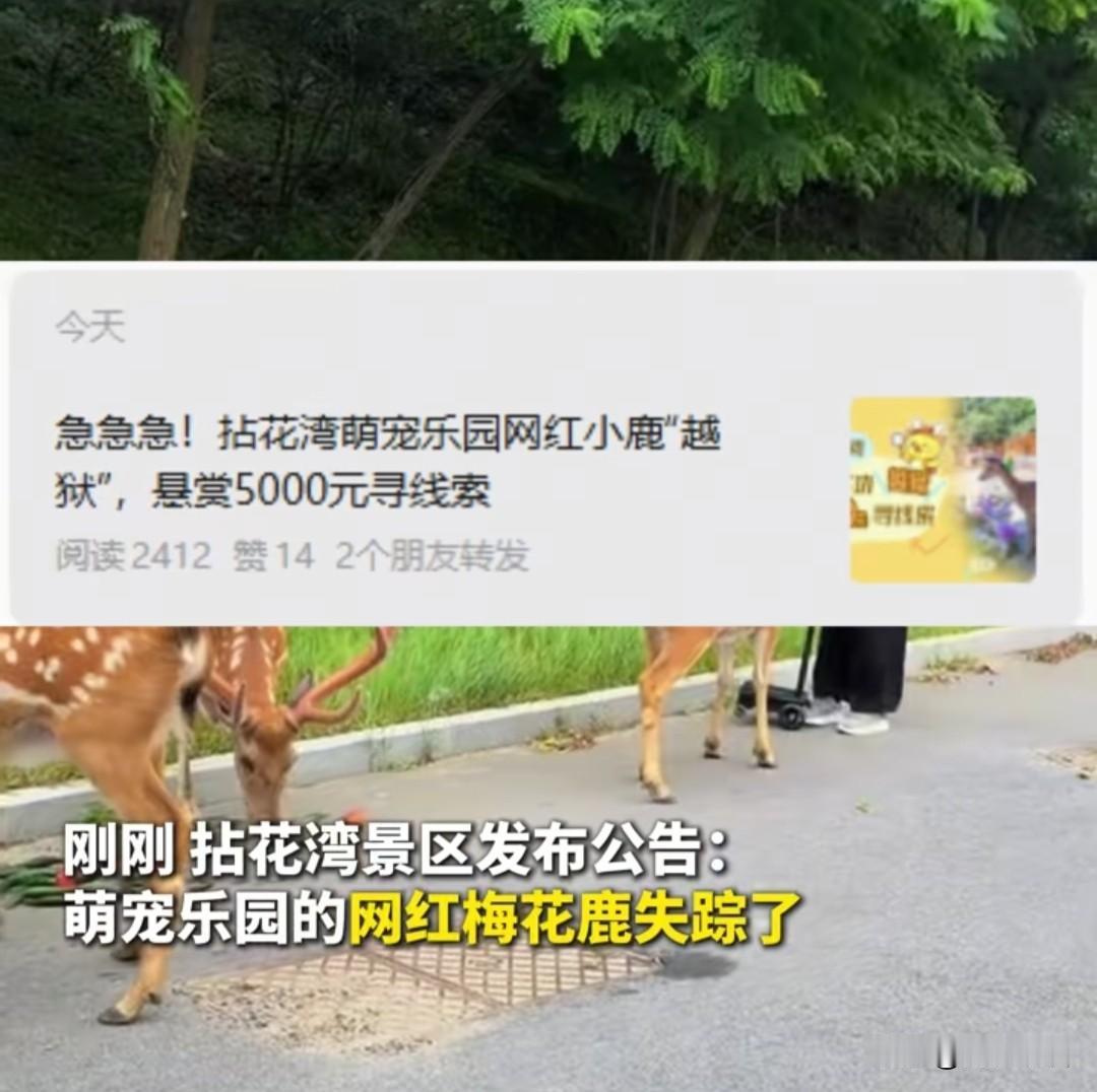 近日，无锡拈花湾上演小鹿越狱大事件！网红梅花鹿直接跳出栅栏跑入后山，景区直接砸出