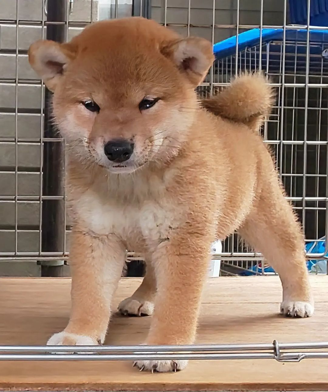 小狗很辛苦的，每天都在做平板支撑 