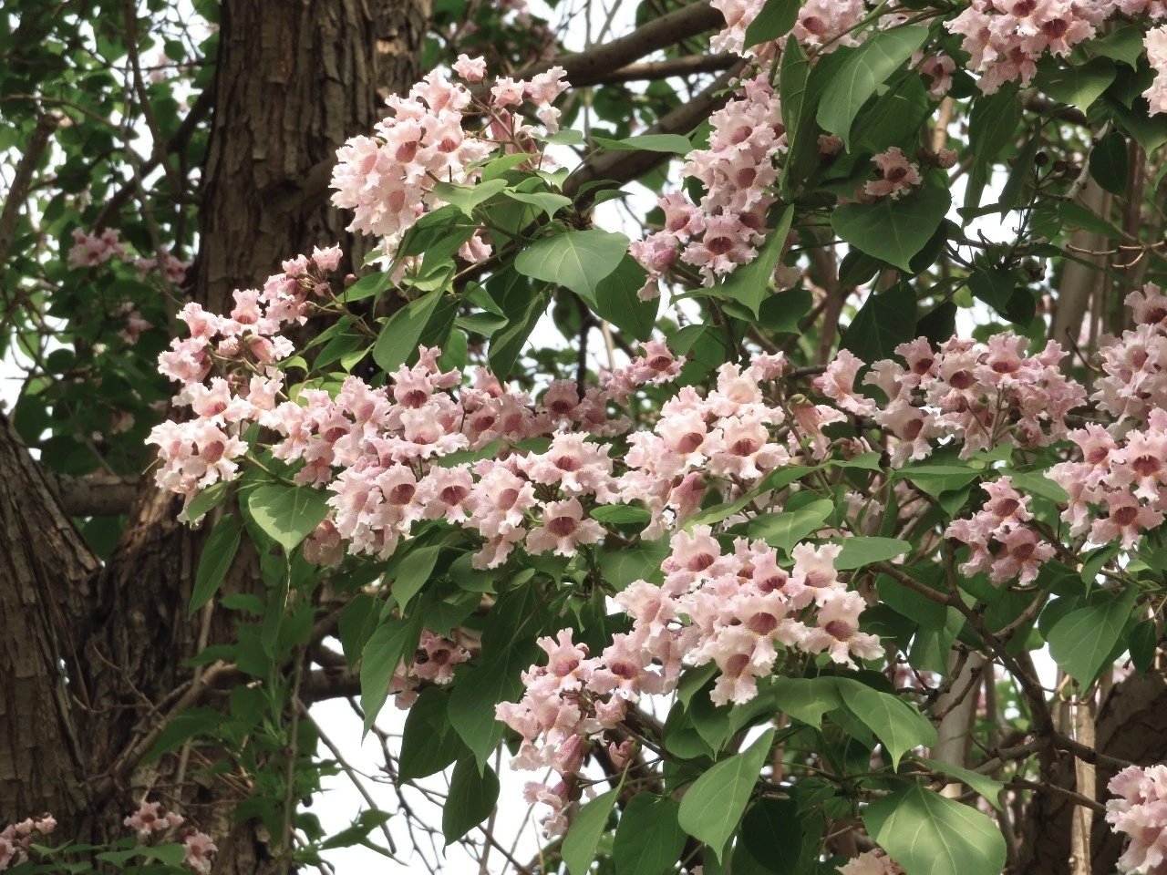 【石家庄东环公园楸树迎来盛花期】近日，石家庄东环公园230余株楸树迎来了盛花期，