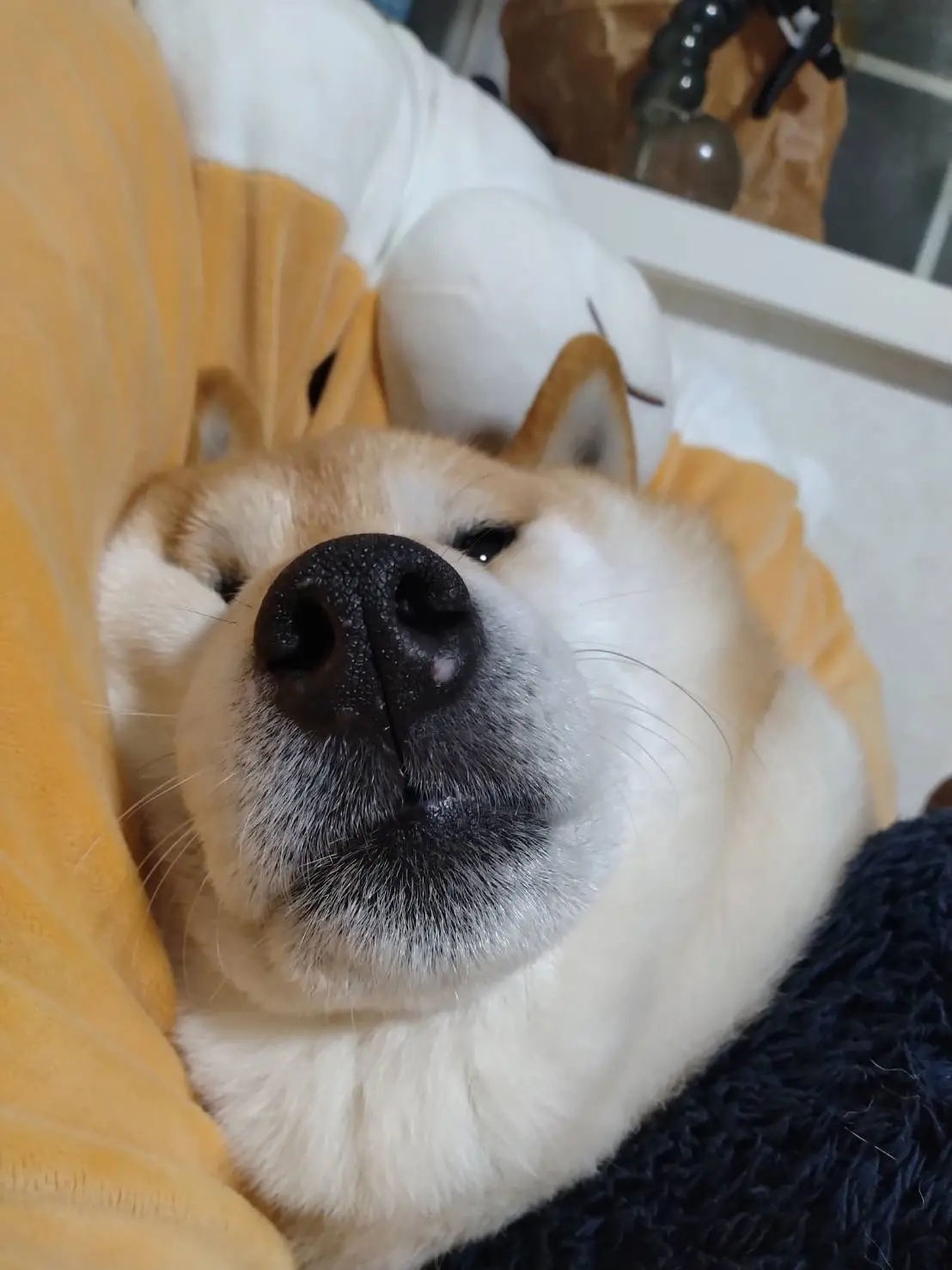 柴犬 柴犬表情包 柴柴日常 谁能拒绝会旺财的修狗 愿每个小狗都能遇见好的主人