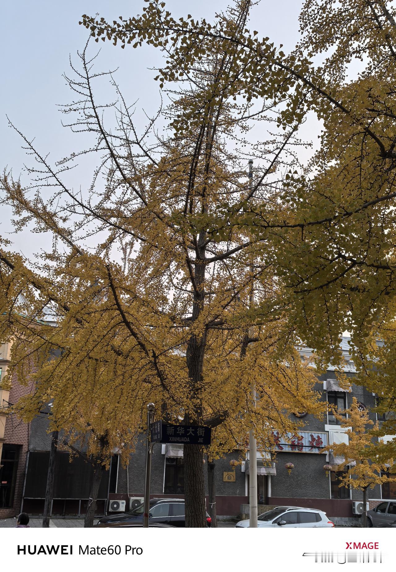 一张图证明秋天来了