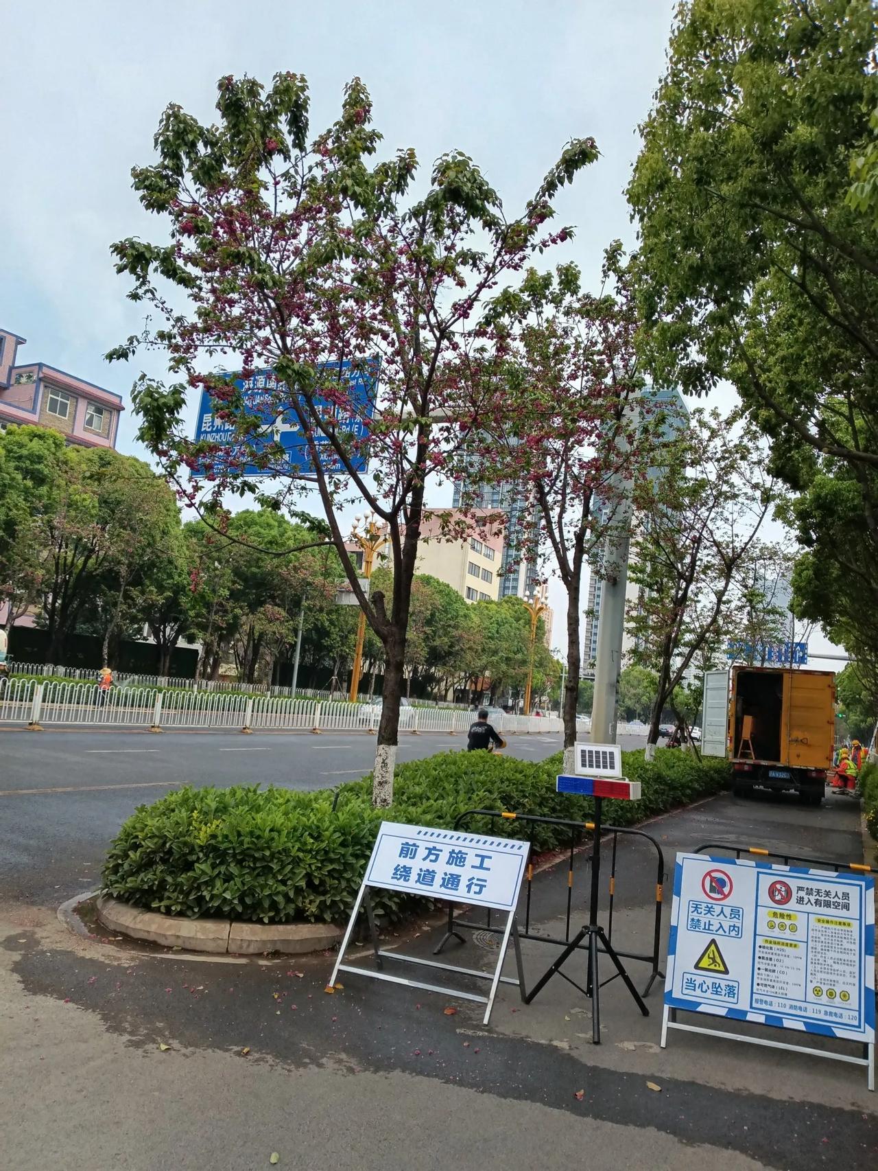 樱花零落春正尽，绿叶萌发春尾声。四处碧绿草木长，最是温度日日升！