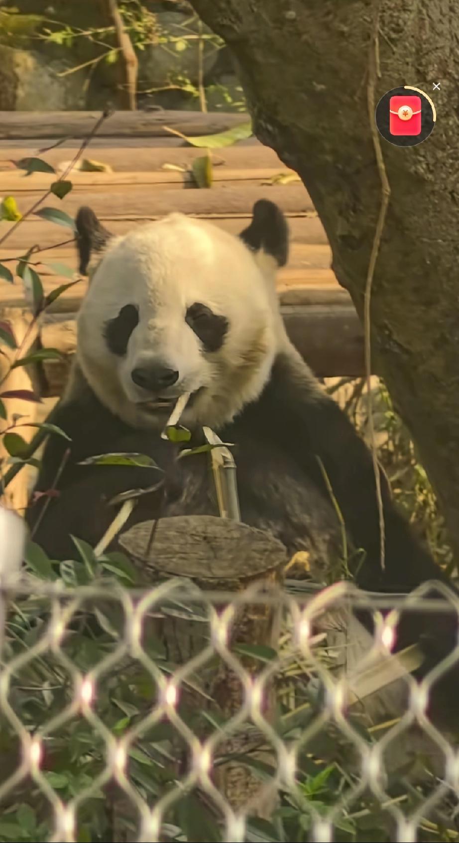谢浩楠这次来四川不仅仅是感受到了浓浓的亲情，跟外婆全家团聚，外出爬山游玩，他还去