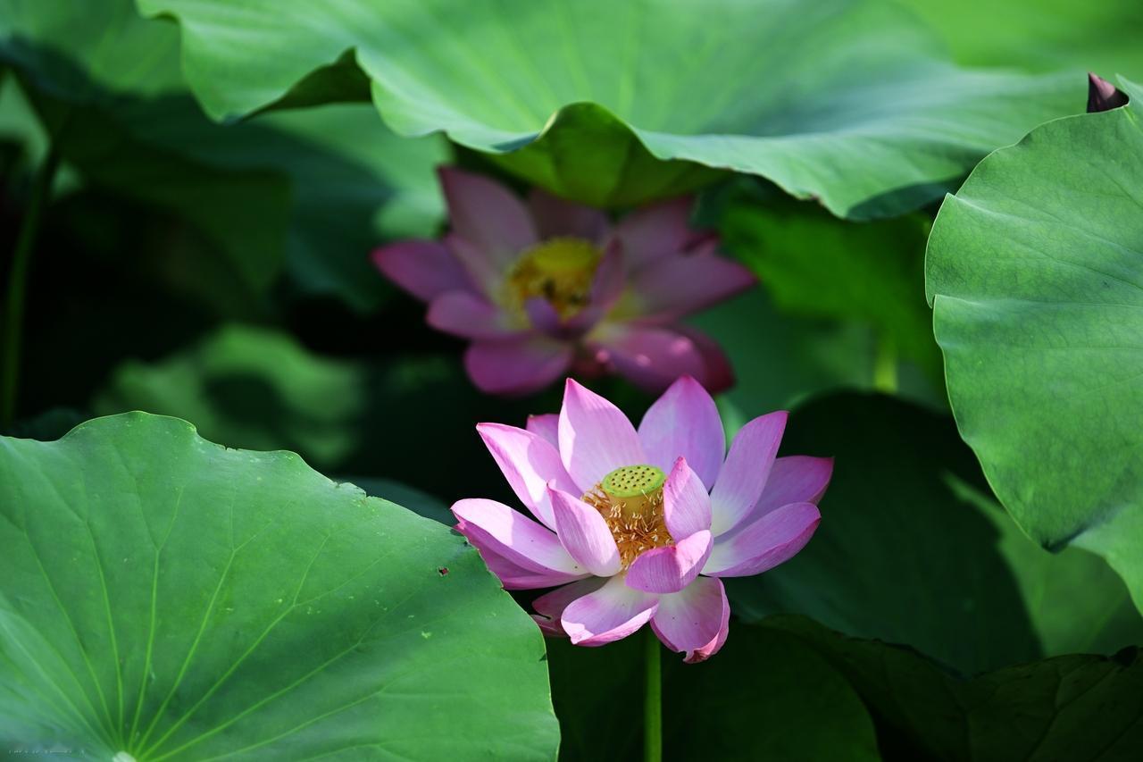 生活里糊涂些，易得幸福；太过清醒，则易陷烦恼。因清醒之人看得太透，一较真，烦恼便