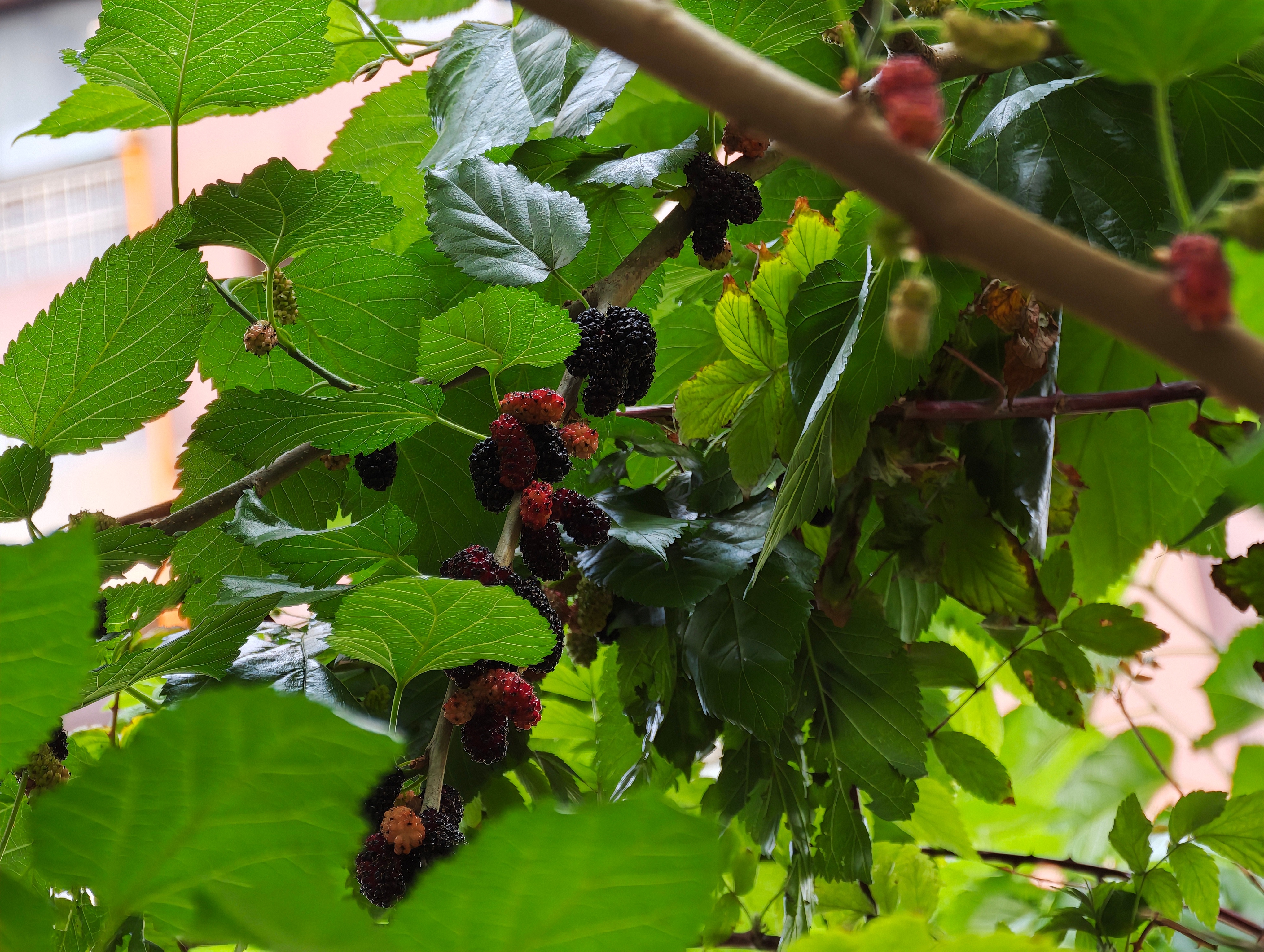 出门遛弯，偶遇一颗桑葚