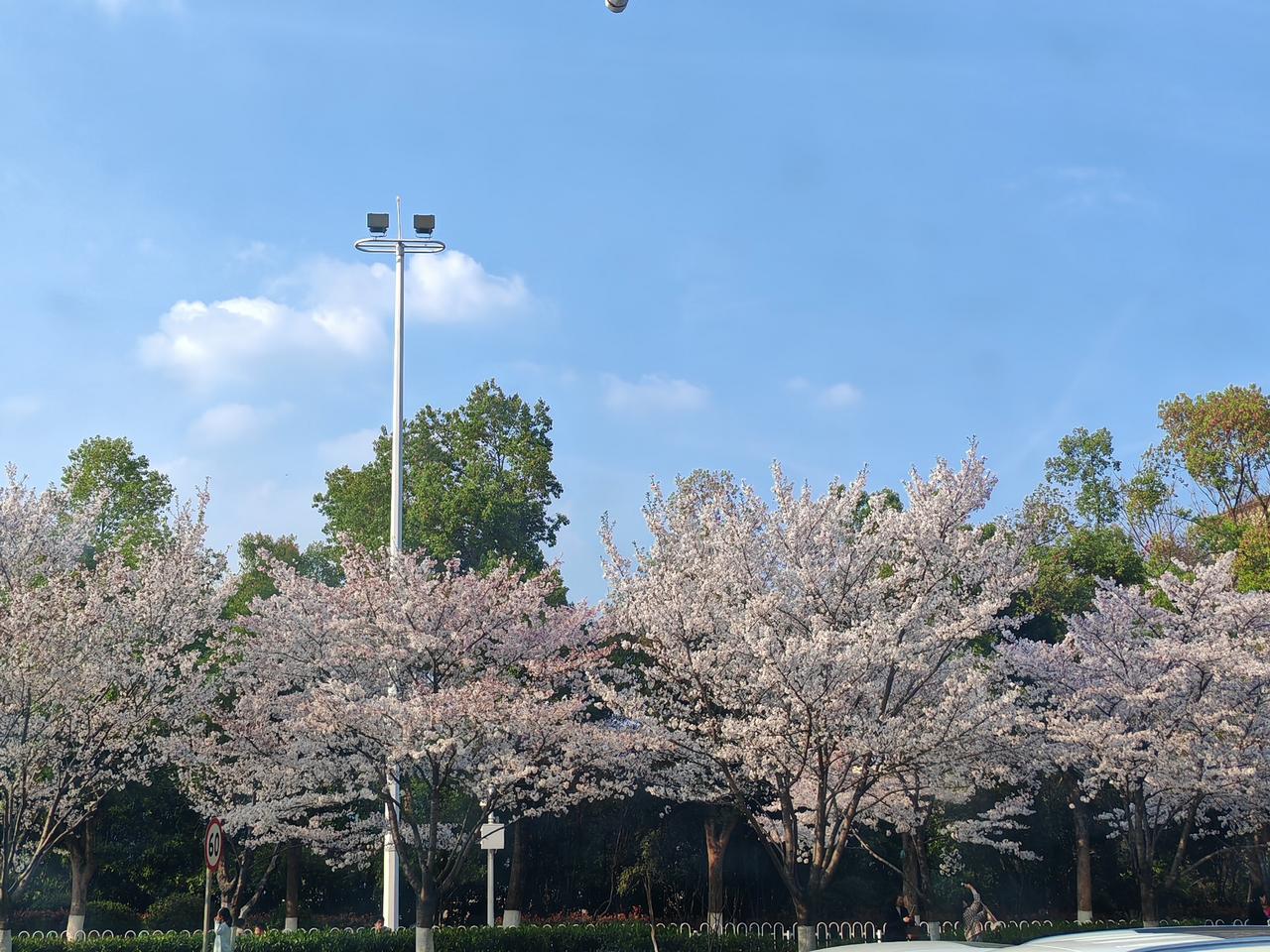 现在武商梦时代广场上樱花都开了，如梦似幻，非常美丽。去梦时代玩玩，还可以赏樱花，