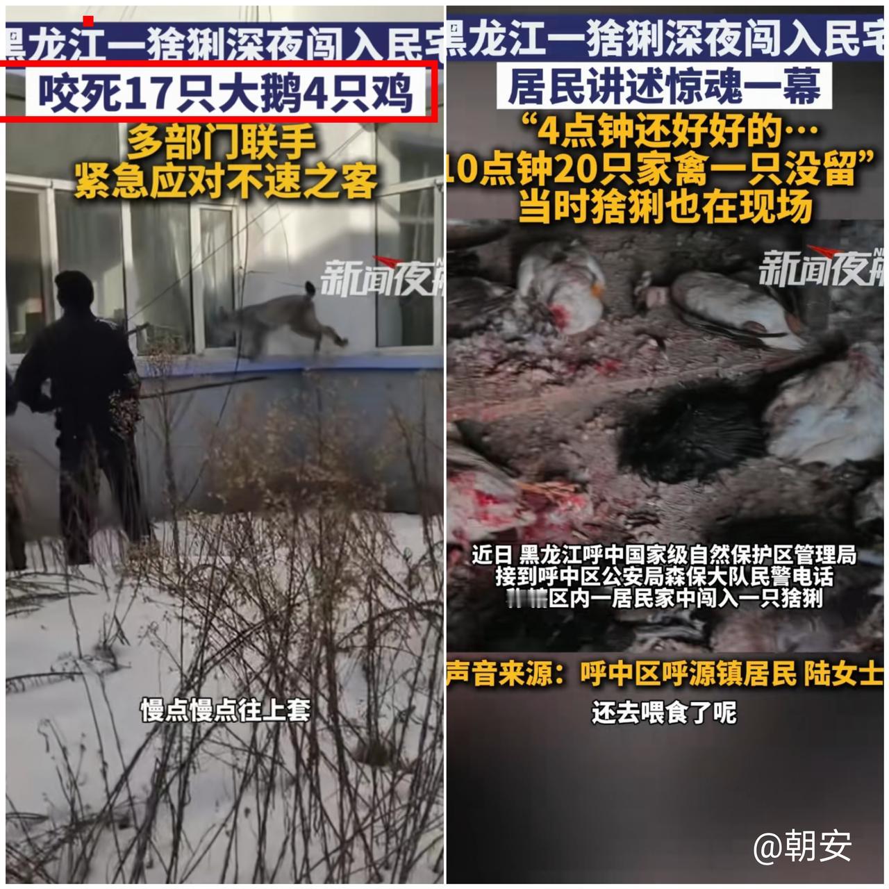 “这事儿也太离奇了！

黑龙江大兴安岭一只猞猁闯入民宅，20只家禽被咬死，专业人