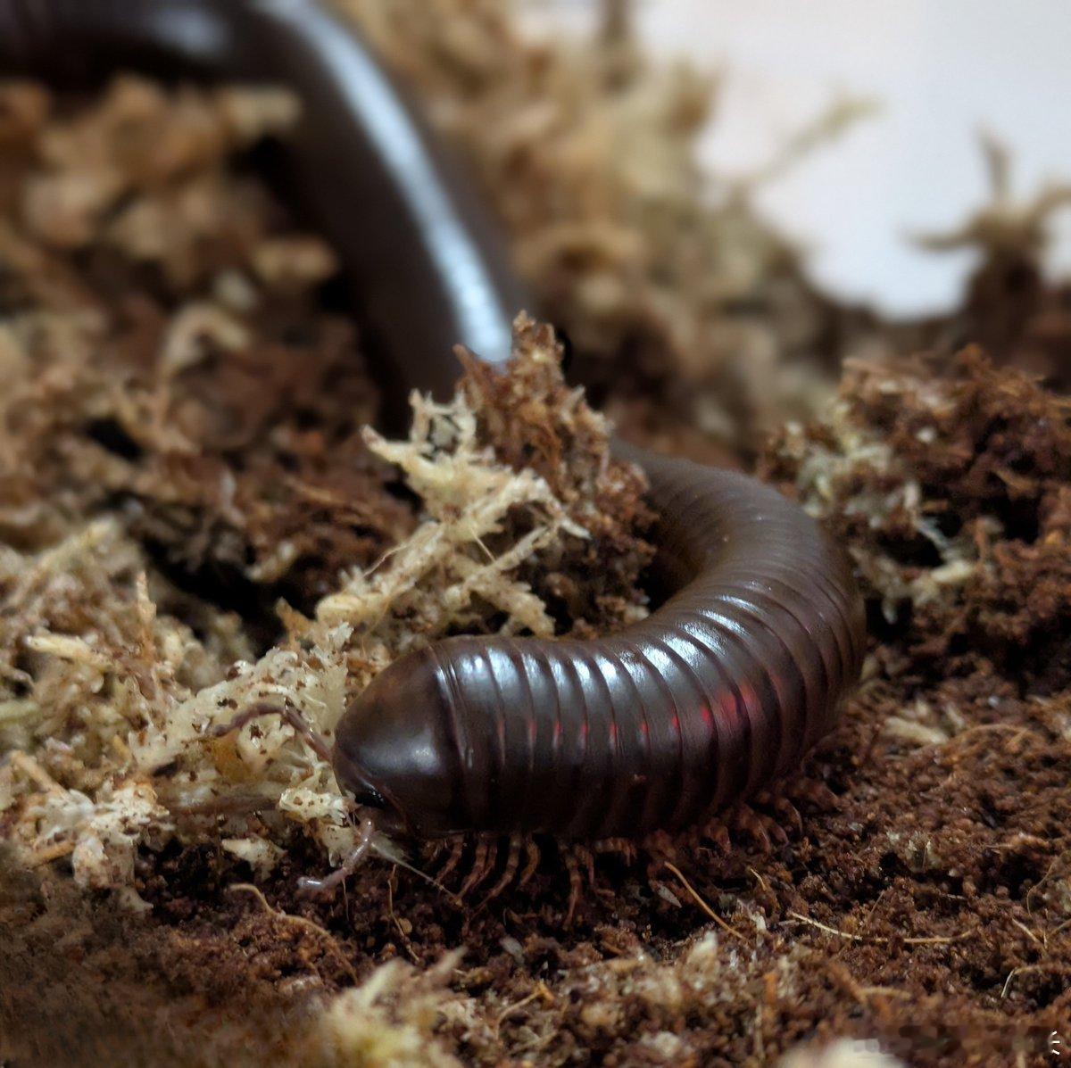 🐛 如果你去塞舌尔群岛旅游，导游大概率会带你去看海椰子、看象龟、看果冻色的海水
