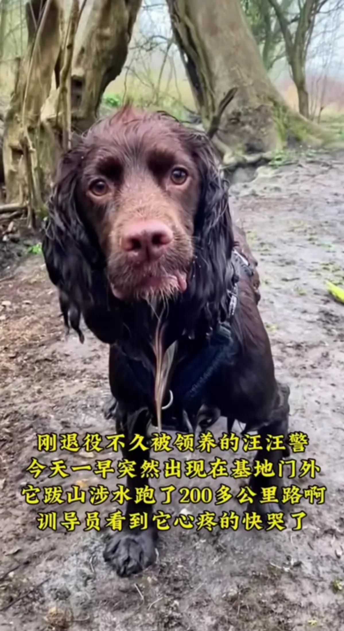 我有家，我要回家

一只刚刚退役的汪警，因为到了该养老的年纪，经过多方的考核，汪