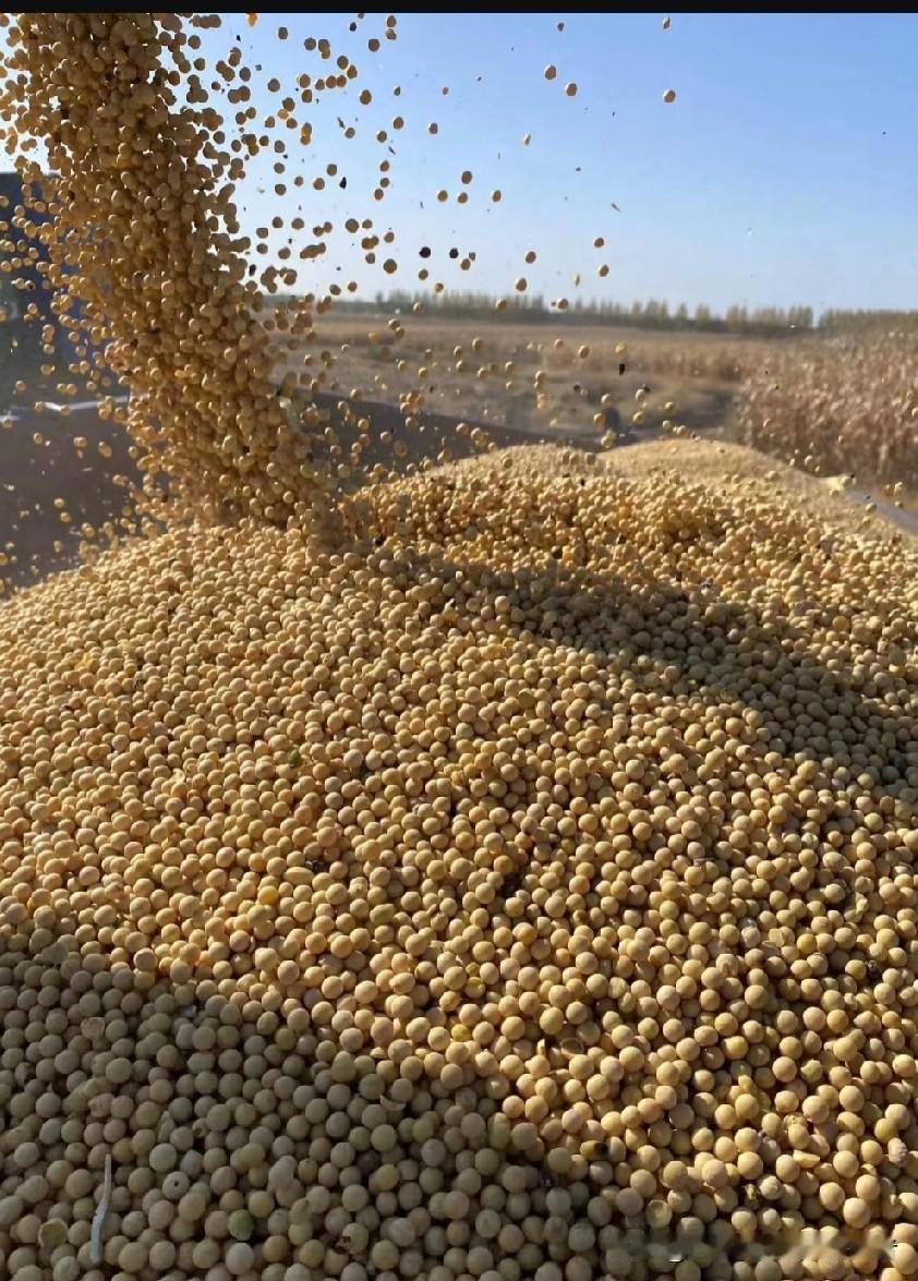 48小时贸易反转！东方大国弃购巴西800万吨大豆，阿根廷逆袭背后的警示
 
全球