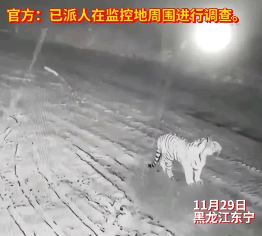 今日黑龙江东宁出现老虎踪迹，监控显示老虎在一处空地停留四处张望后缓步离开
关键是