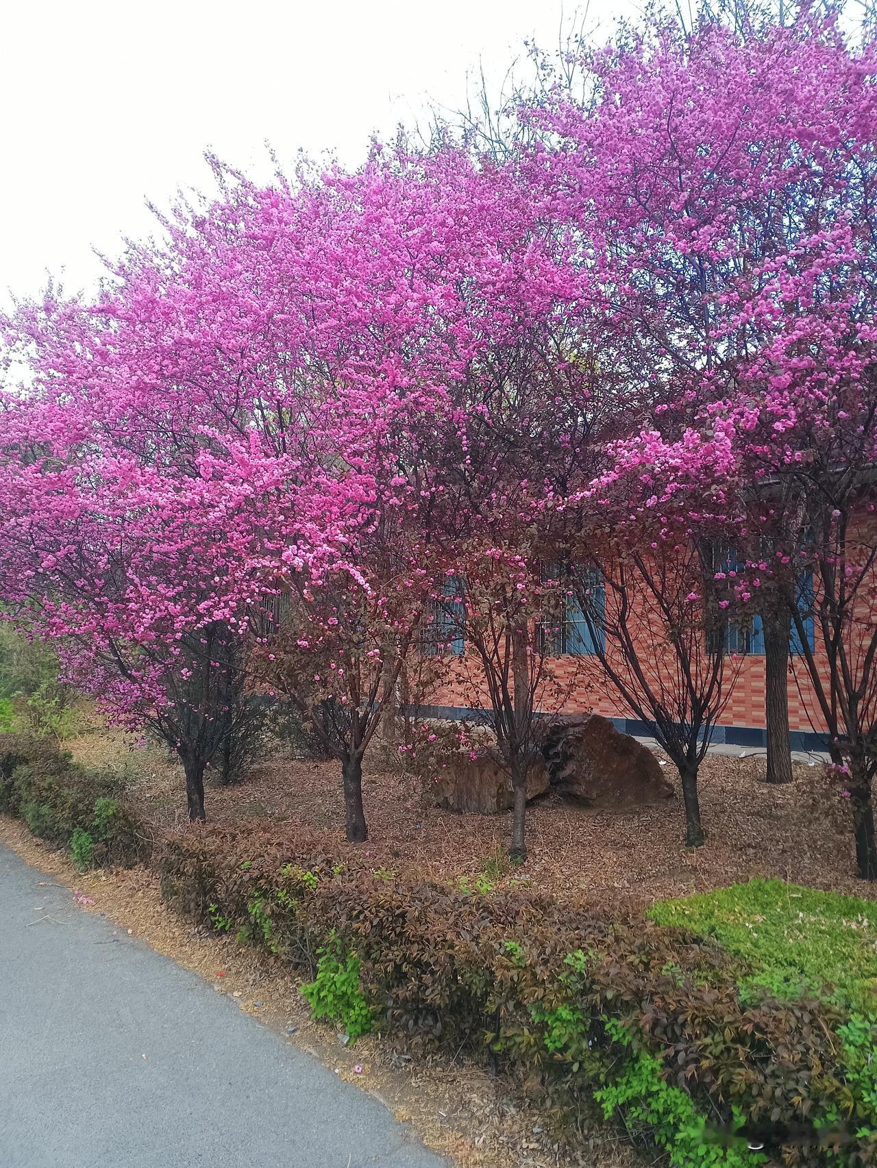 春天的温柔长满了枝头
风渡沈水，春满盛京🌸
沈阳的春天，是温柔与风骨的相逢。