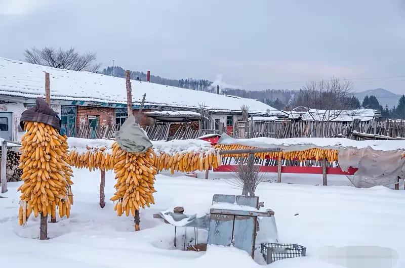 看一位东北的朋友发的照片，硕果累累的农家院下满了白皑皑的雪，秋收的果实迎接着冬天