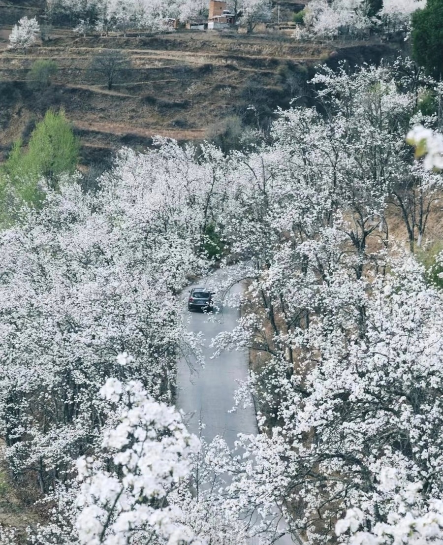 “  海棠未雨，梨花先雪 …  ” 