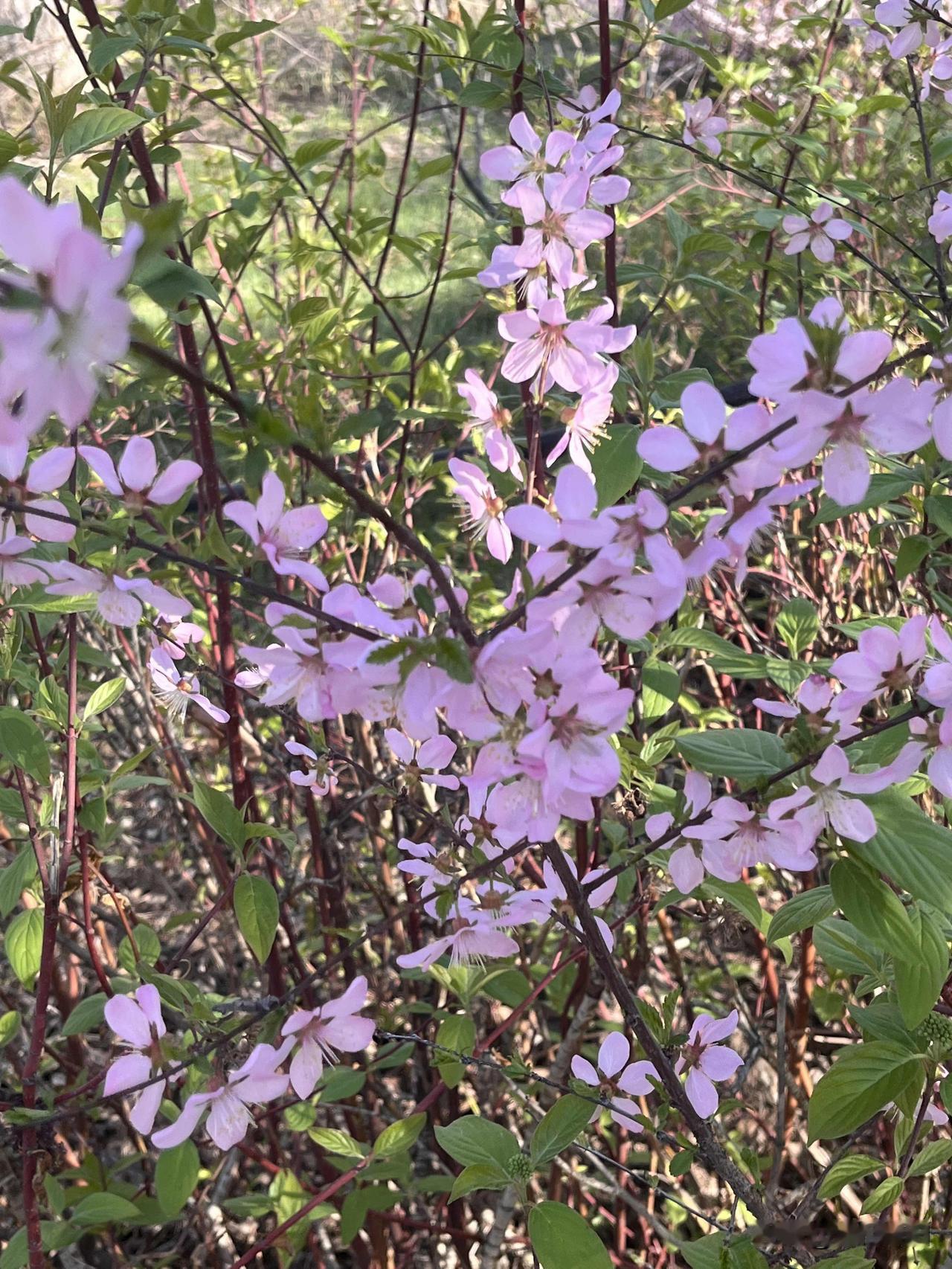 一朵花
开在绚烂的色彩里
摇动着曼妙的身姿
一缕清风吹过
醉卧花间惬意美好

远