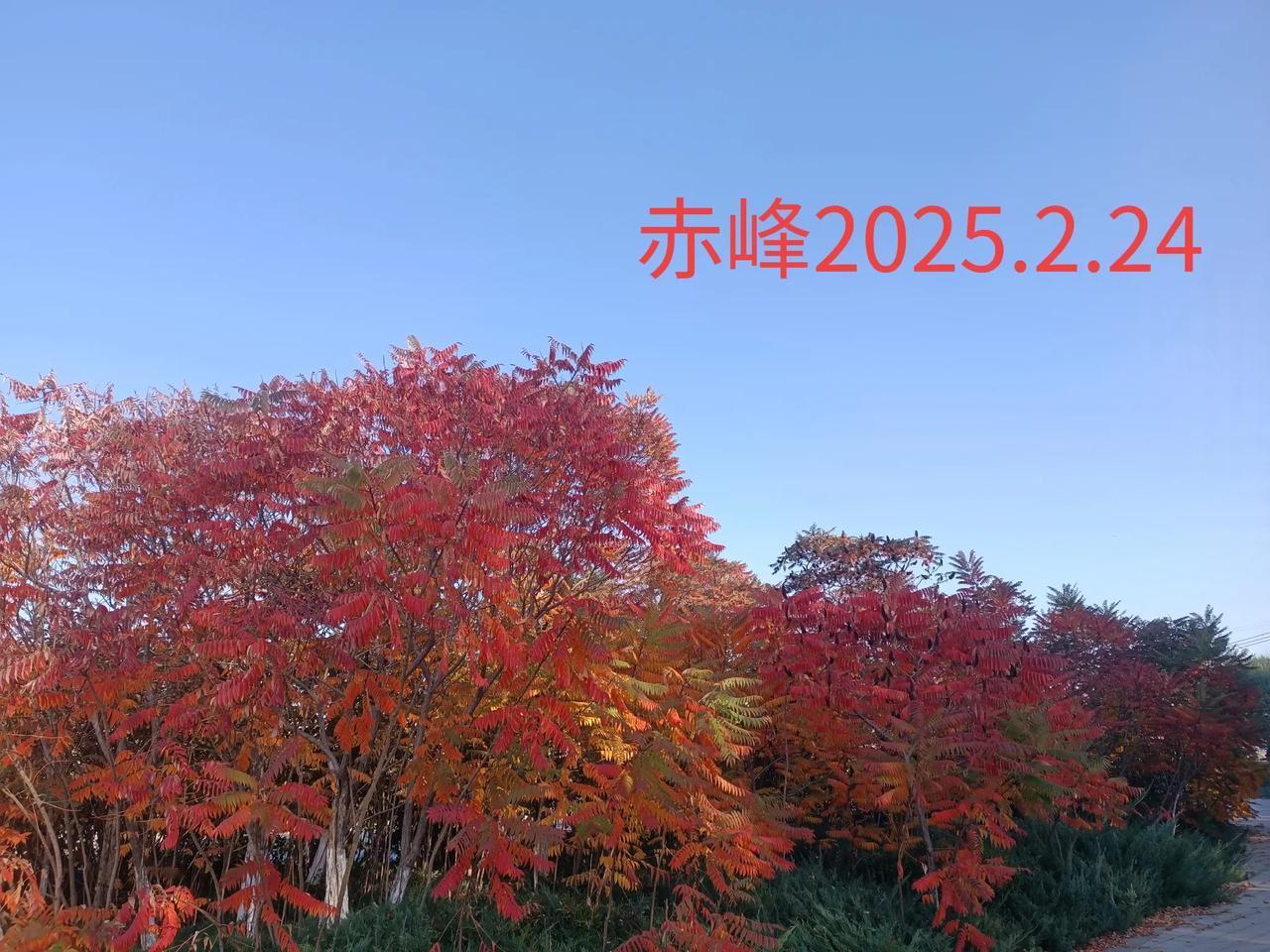 晒一张最美的红树叶路边随拍，最美红树叶。