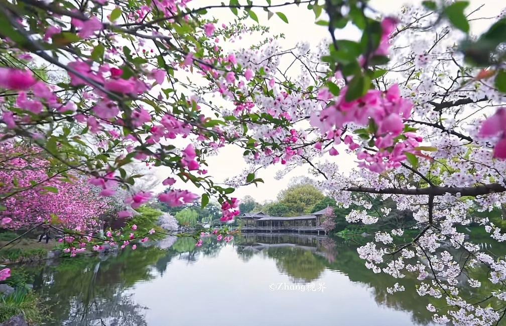 七绝.海棠依旧

东风催绽海棠花，
四月人间境似霞。
千里芬芳春缱绻，
红娇素粹