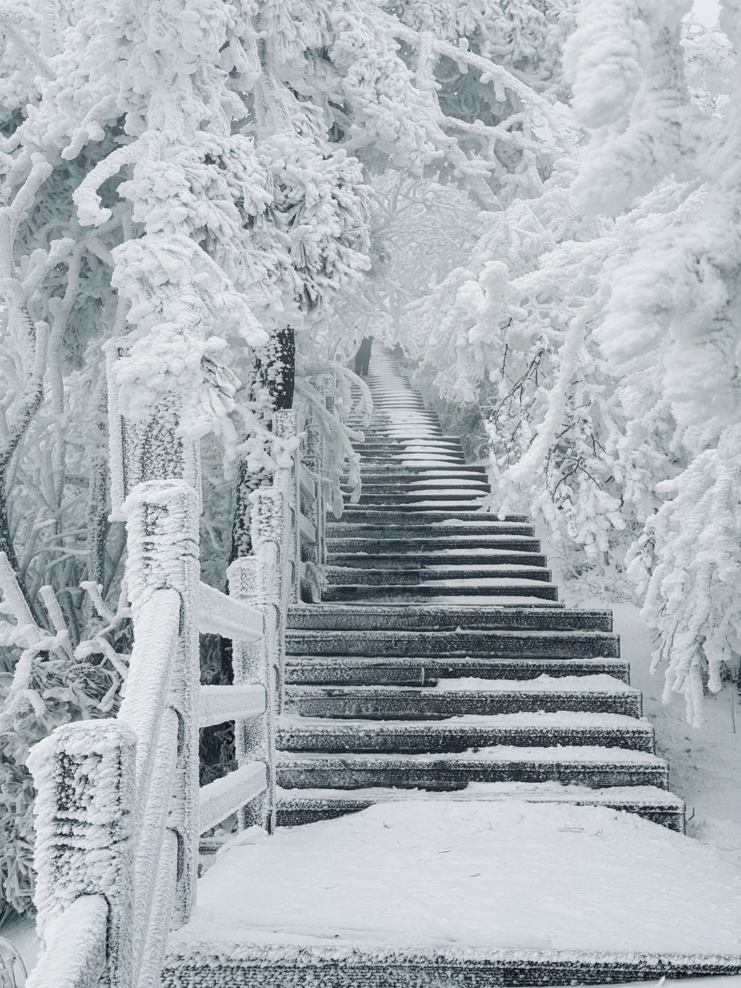 live图的意义❄️雪一落光雾山就美成了水墨画