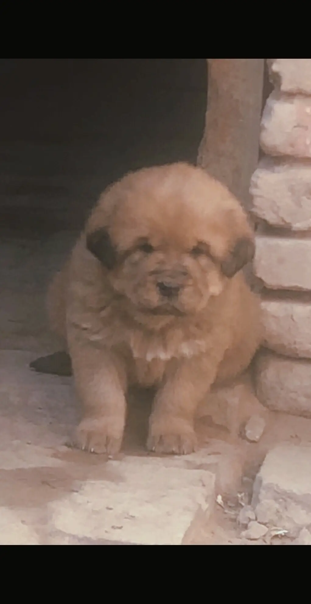 三十几天虎头红色公獒