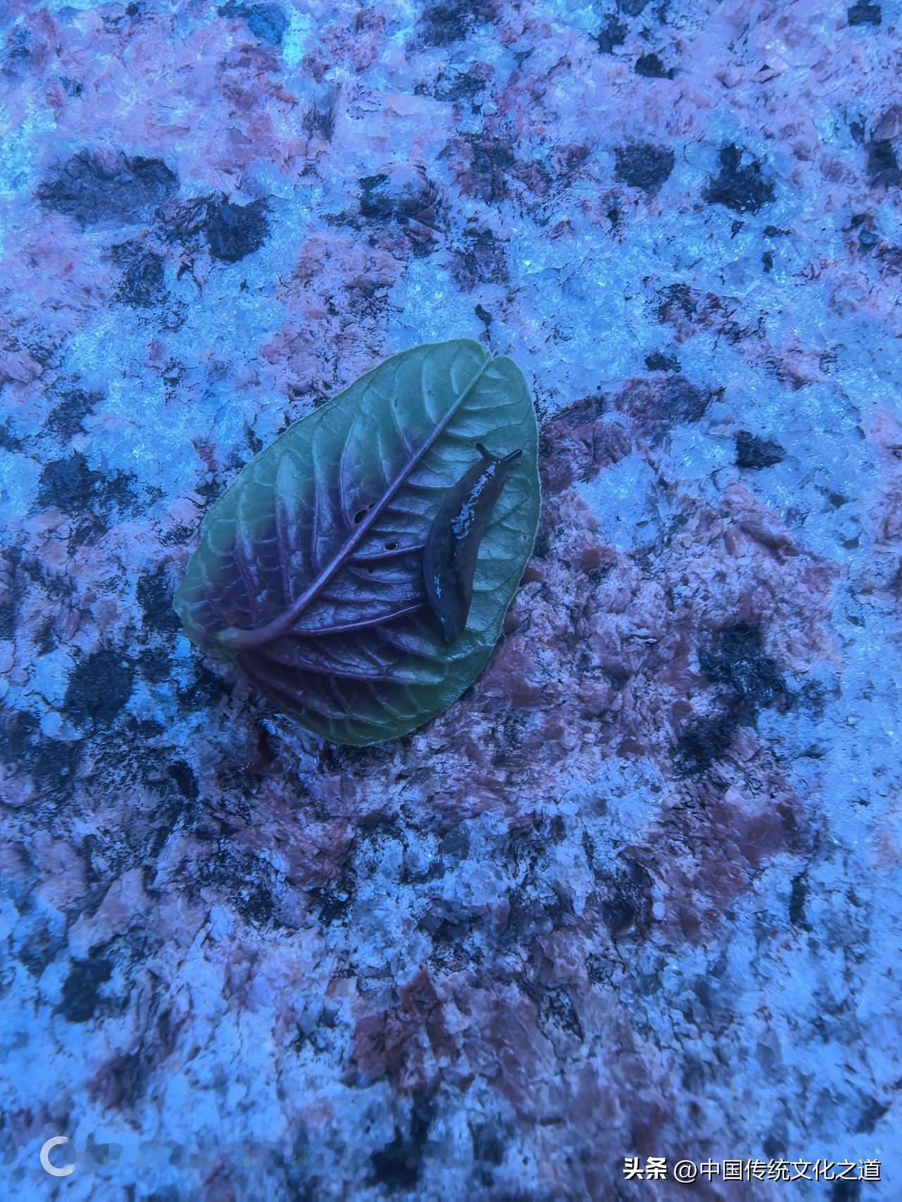 苋菜里有这种动物，请教大神们，它叫什么名字？