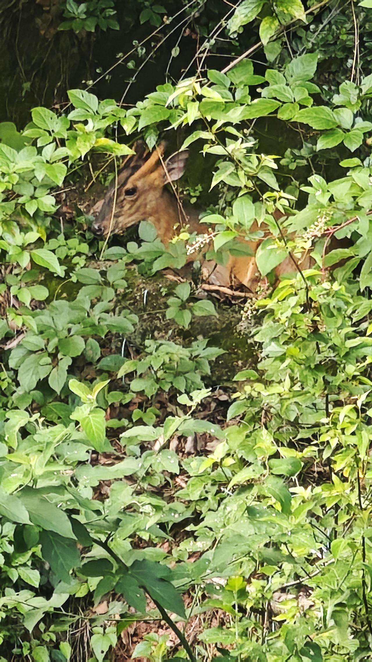 1. 案件起因与侦破过程：2025年3月，湖南株洲炎陵县森林公安局民警巡逻时，因